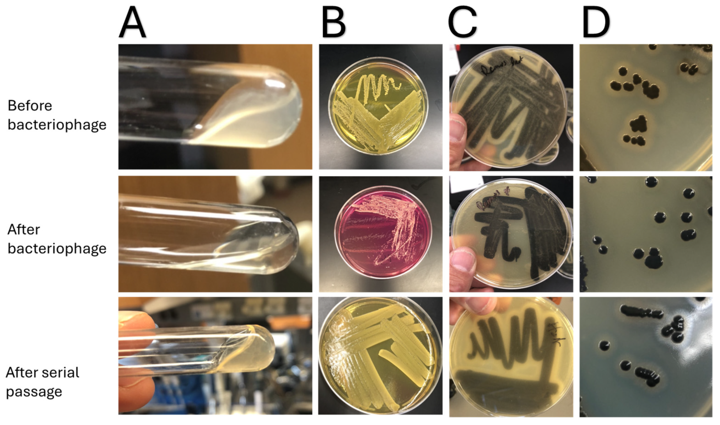 Jcm 14 05609 g002 Jcm 14 05609 g002