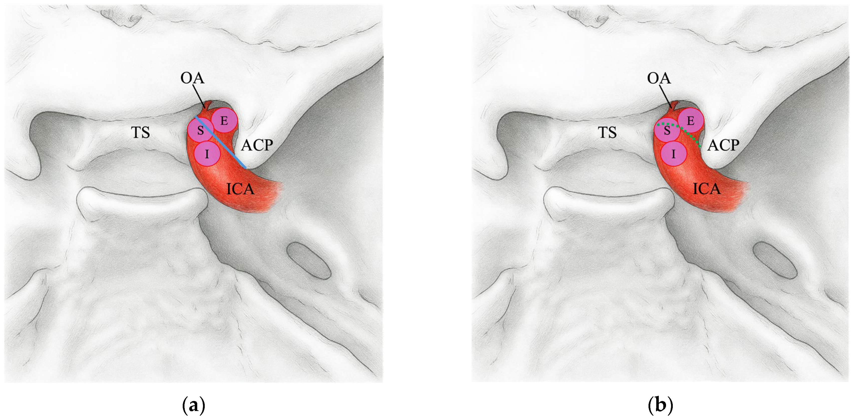Jcm 14 05951 g002 Jcm 14 05951 g002