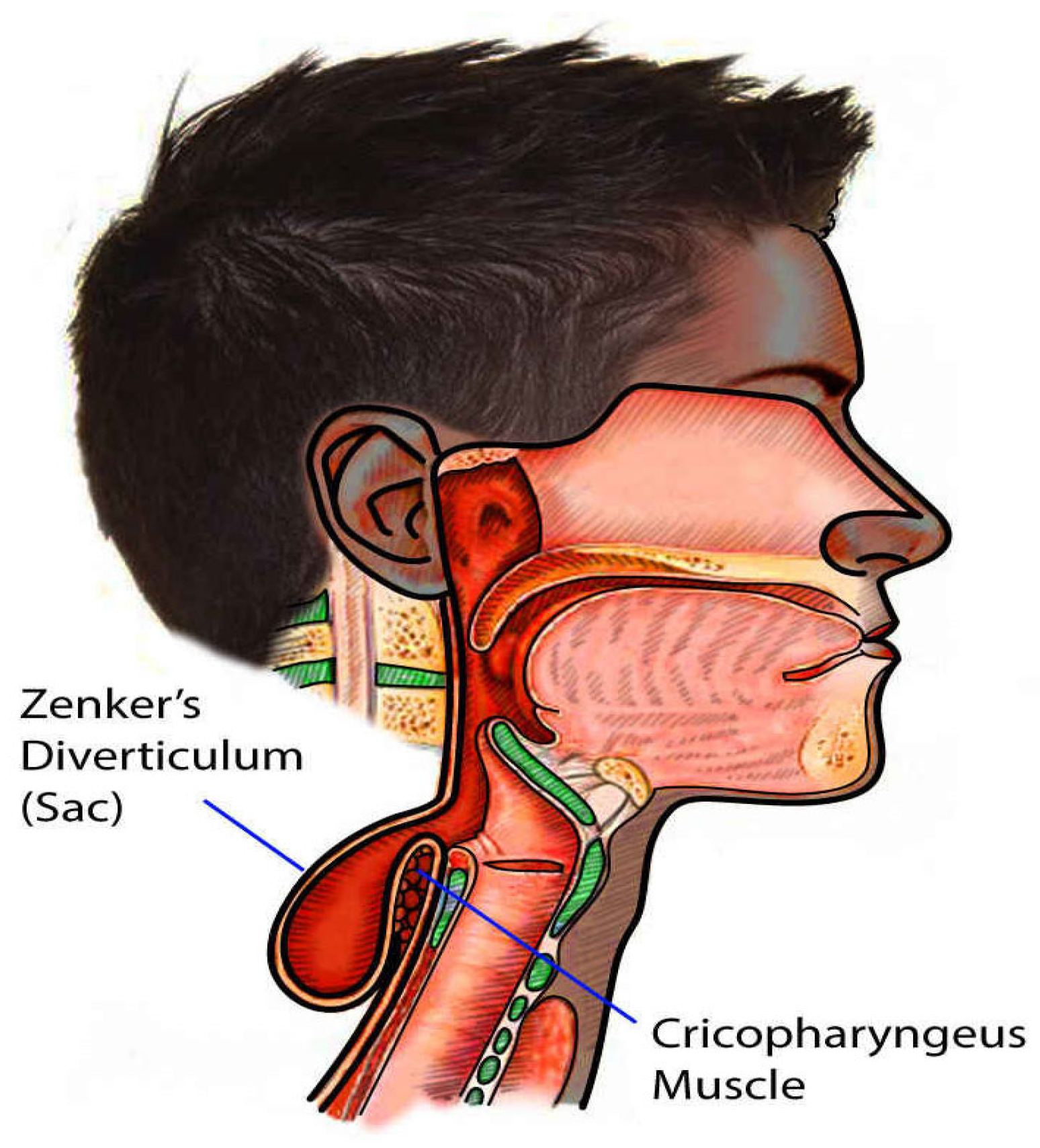 Jcm 14 06141 g002 Jcm 14 06141 g002