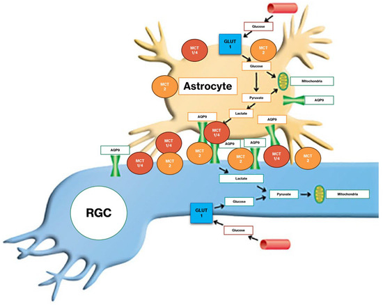 Next-Gen Neuroprotection in Glaucoma: Synergistic Molecules for Targeted Therapy Next-Gen Neuroprotection in Glaucoma: Synergistic Molecules for Targeted Therapy