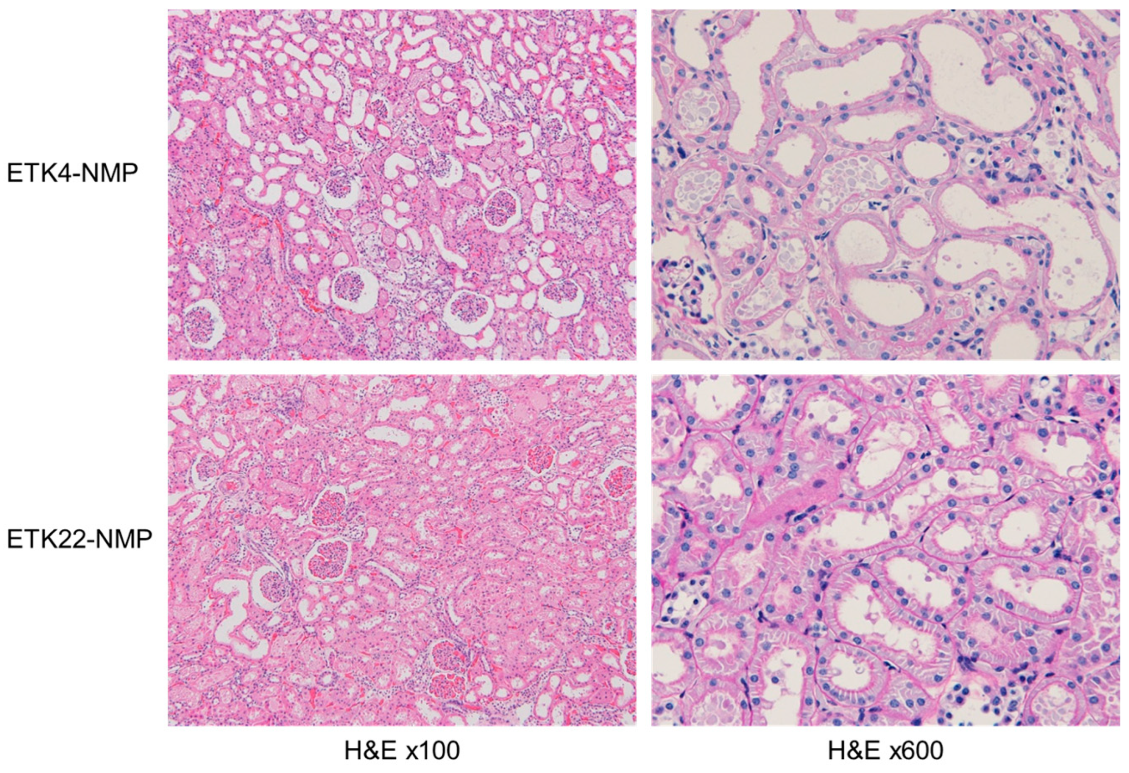Jcm 14 06156 g004 Jcm 14 06156 g004