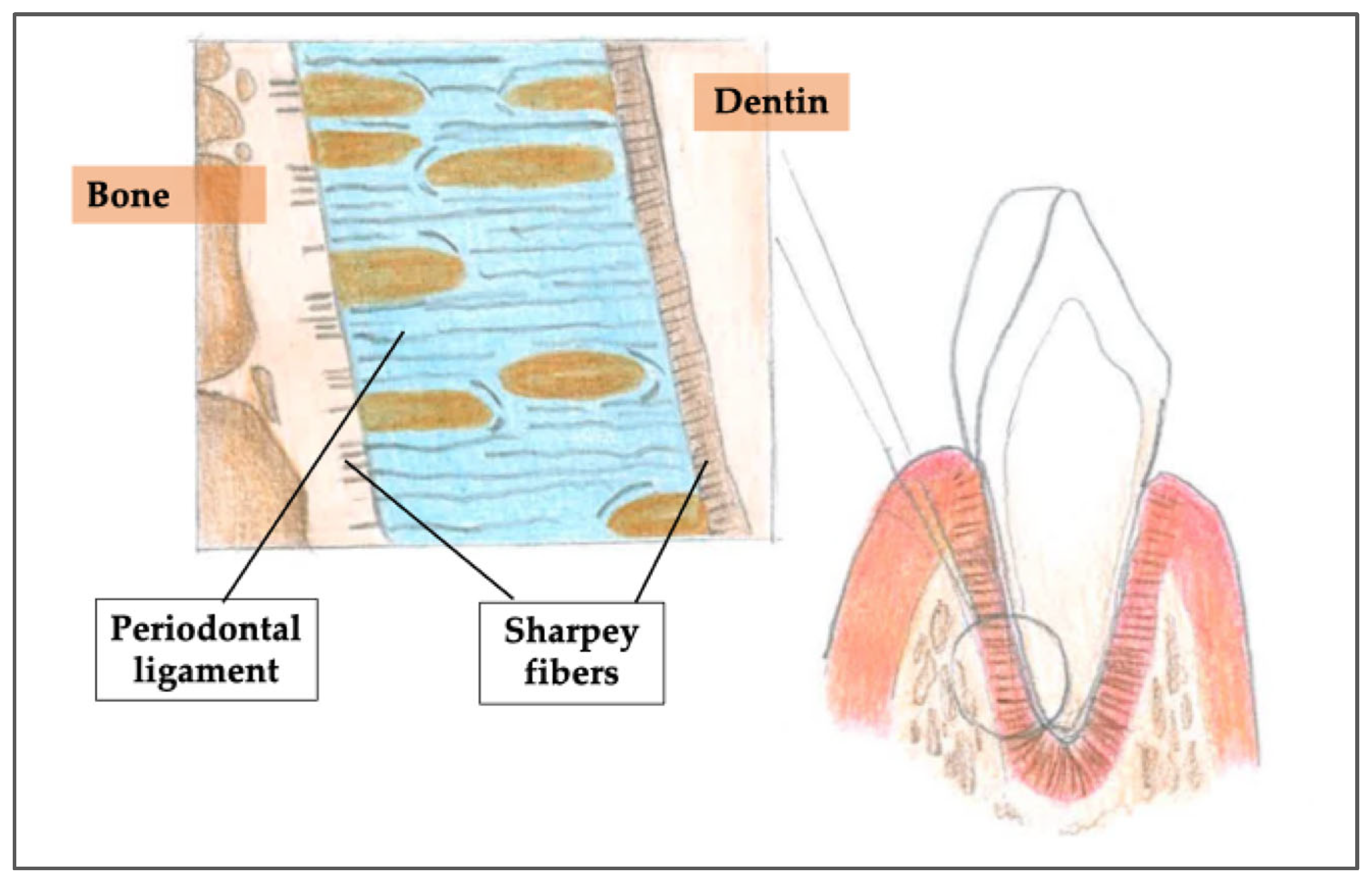 Jcm 14 06249 g002 Jcm 14 06249 g002