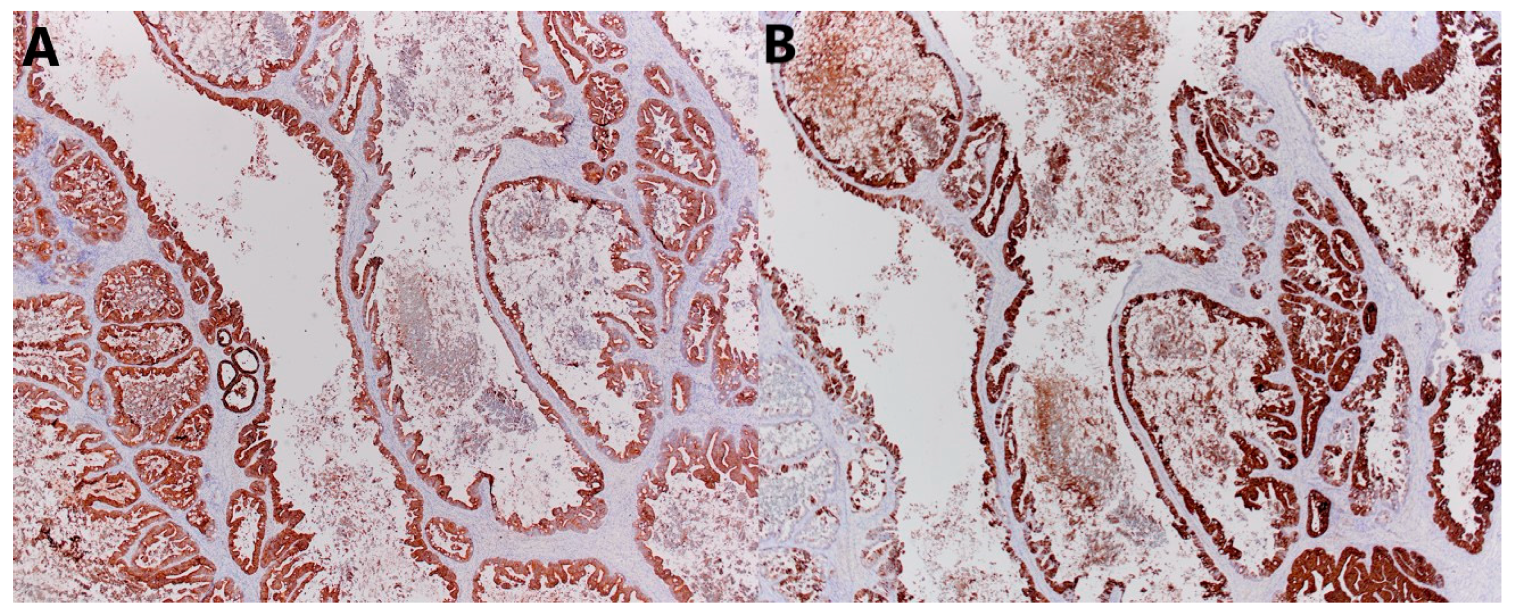 Jcm 14 06387 g006 Jcm 14 06387 g006