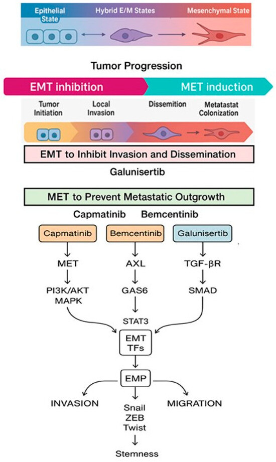 Targeted Therapies Modulating Mesenchymal–Epithelial