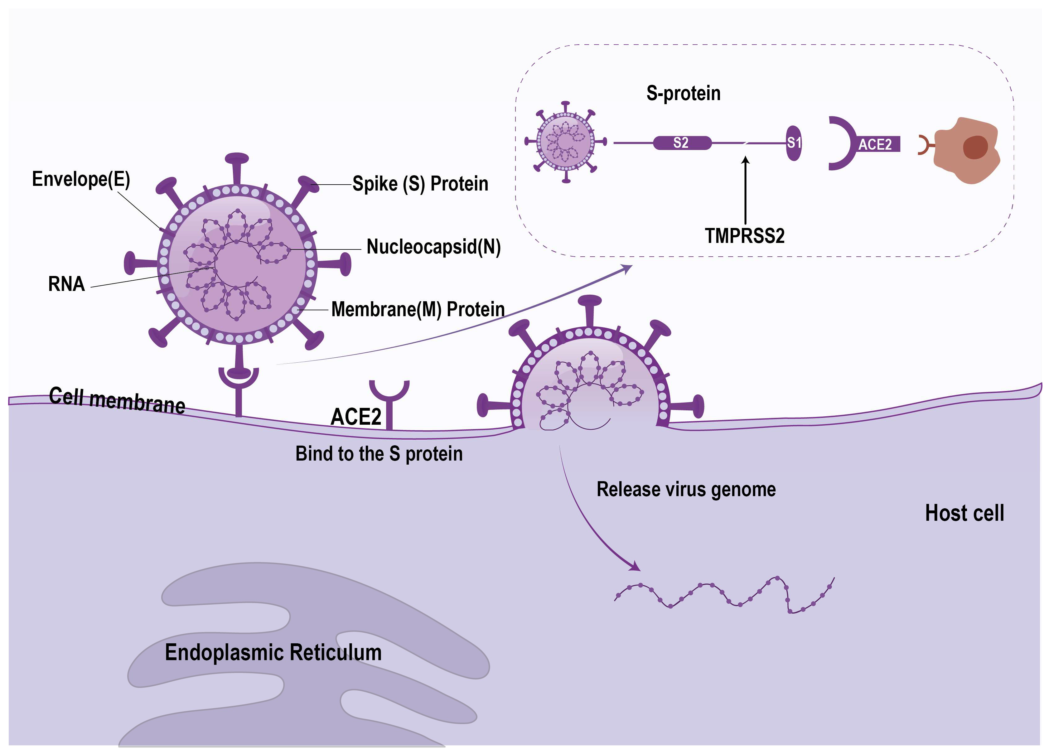 Jcm 14 07228 g002 Jcm 14 07228 g002