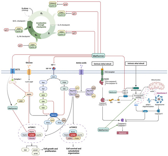 Biological Anti-Tumoral Mechanisms of Metformin in Head and Neck ...
