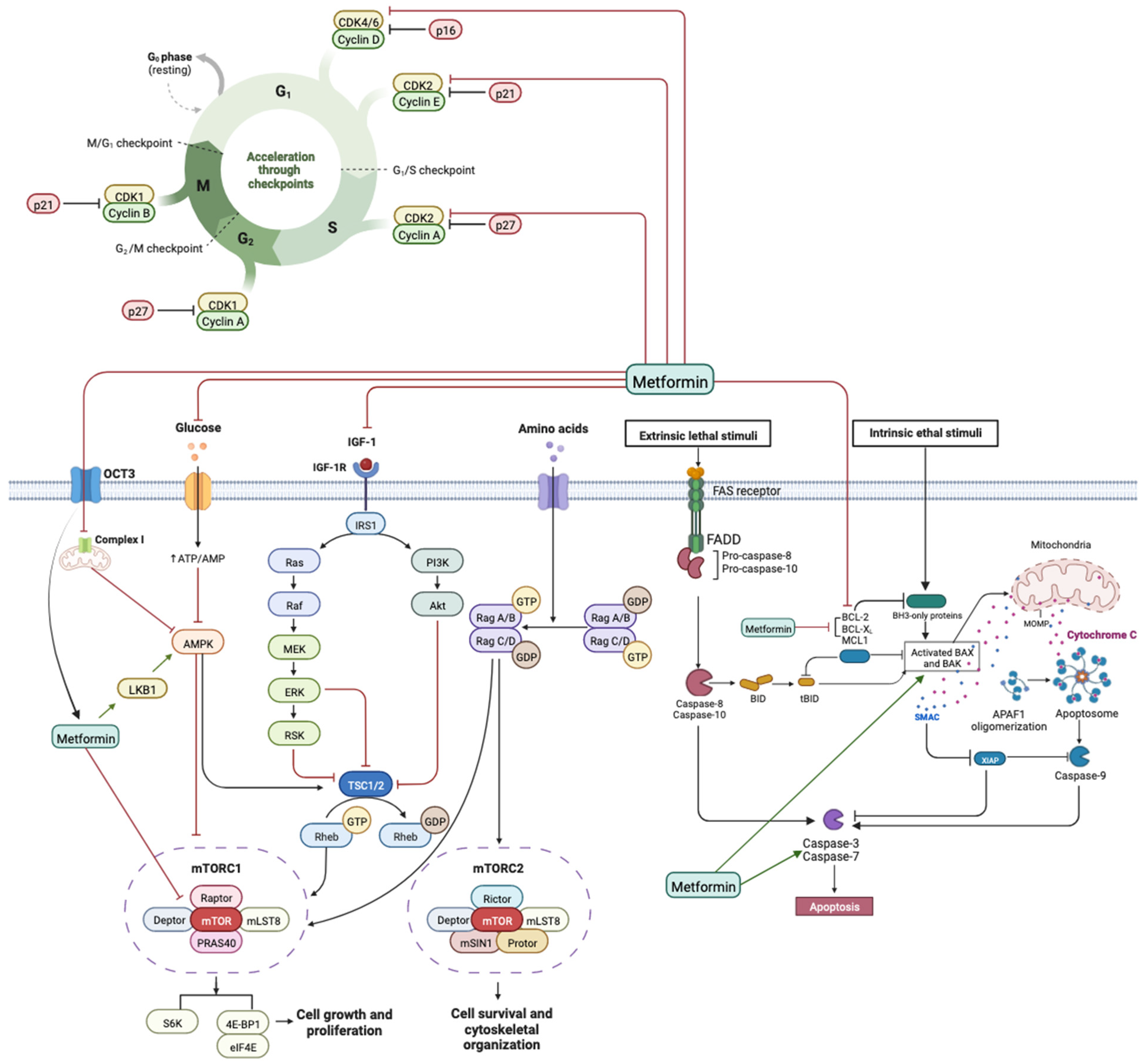 Jcm 14 07258 g002 Jcm 14 07258 g002