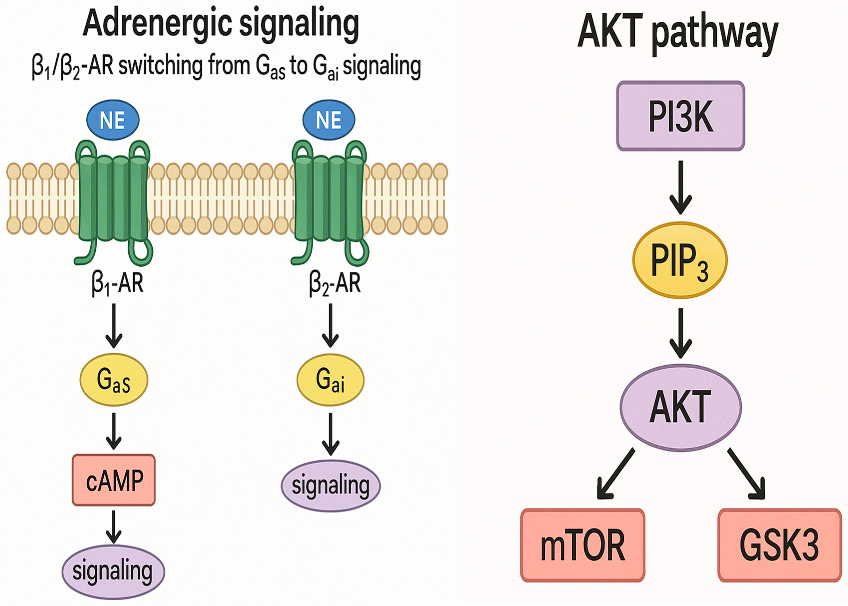 Jcm 14 07638 g005 Jcm 14 07638 g005