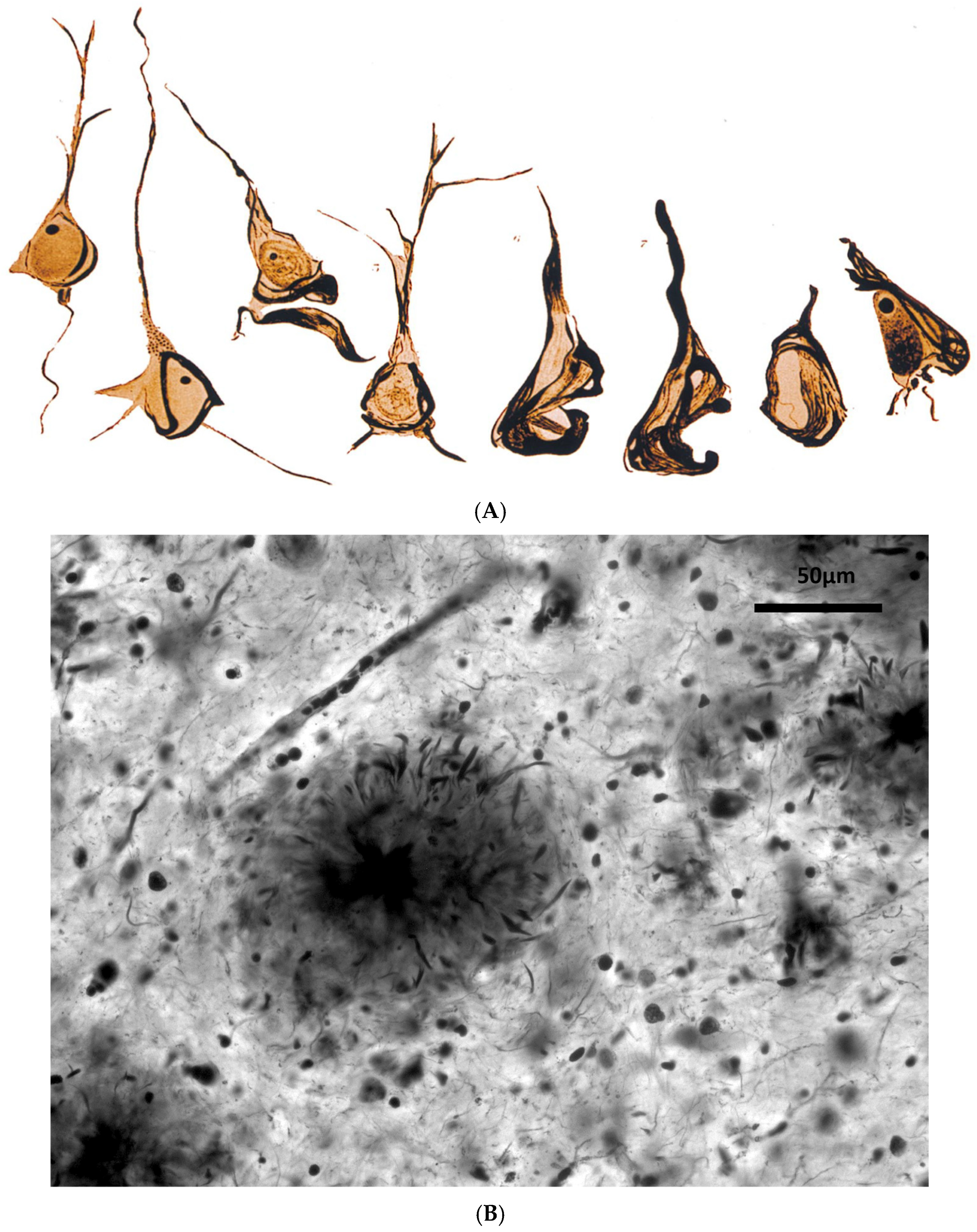 Jcm 14 07752 g001 Jcm 14 07752 g001