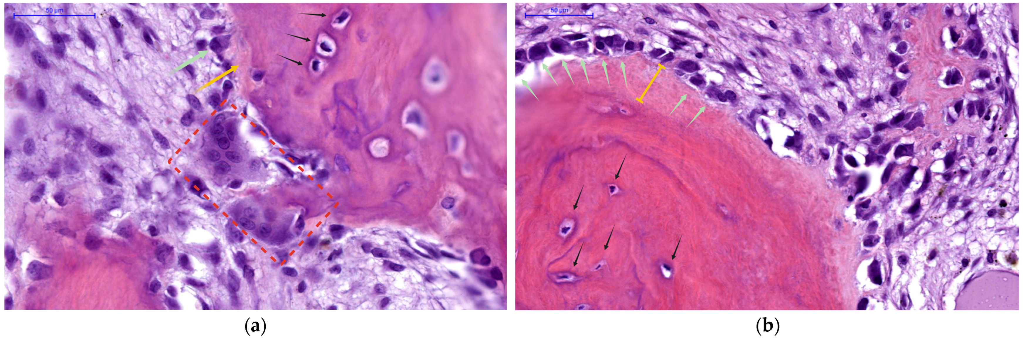 Jcm 14 07849 g001 Jcm 14 07849 g001
