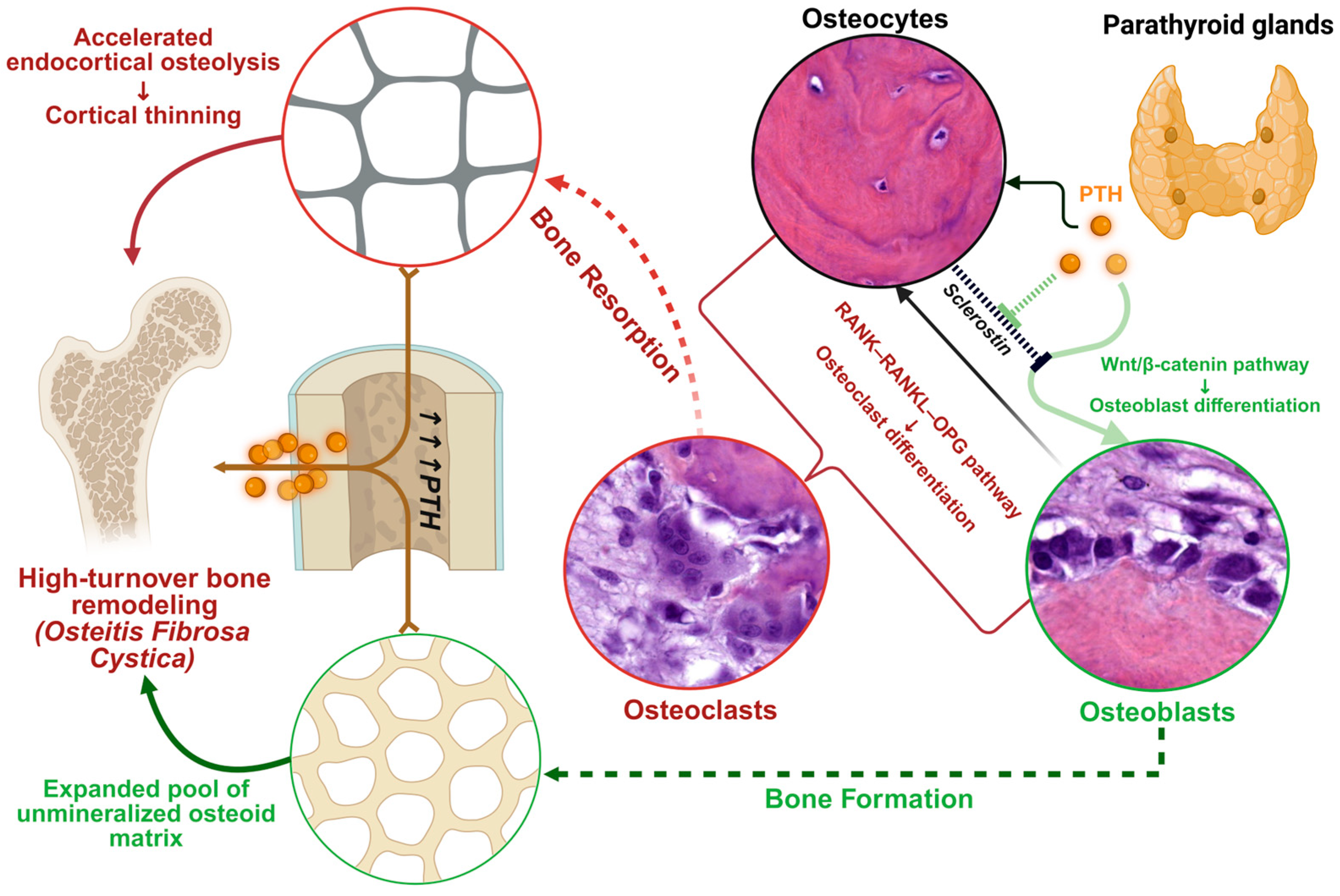 Jcm 14 07849 g002 Jcm 14 07849 g002