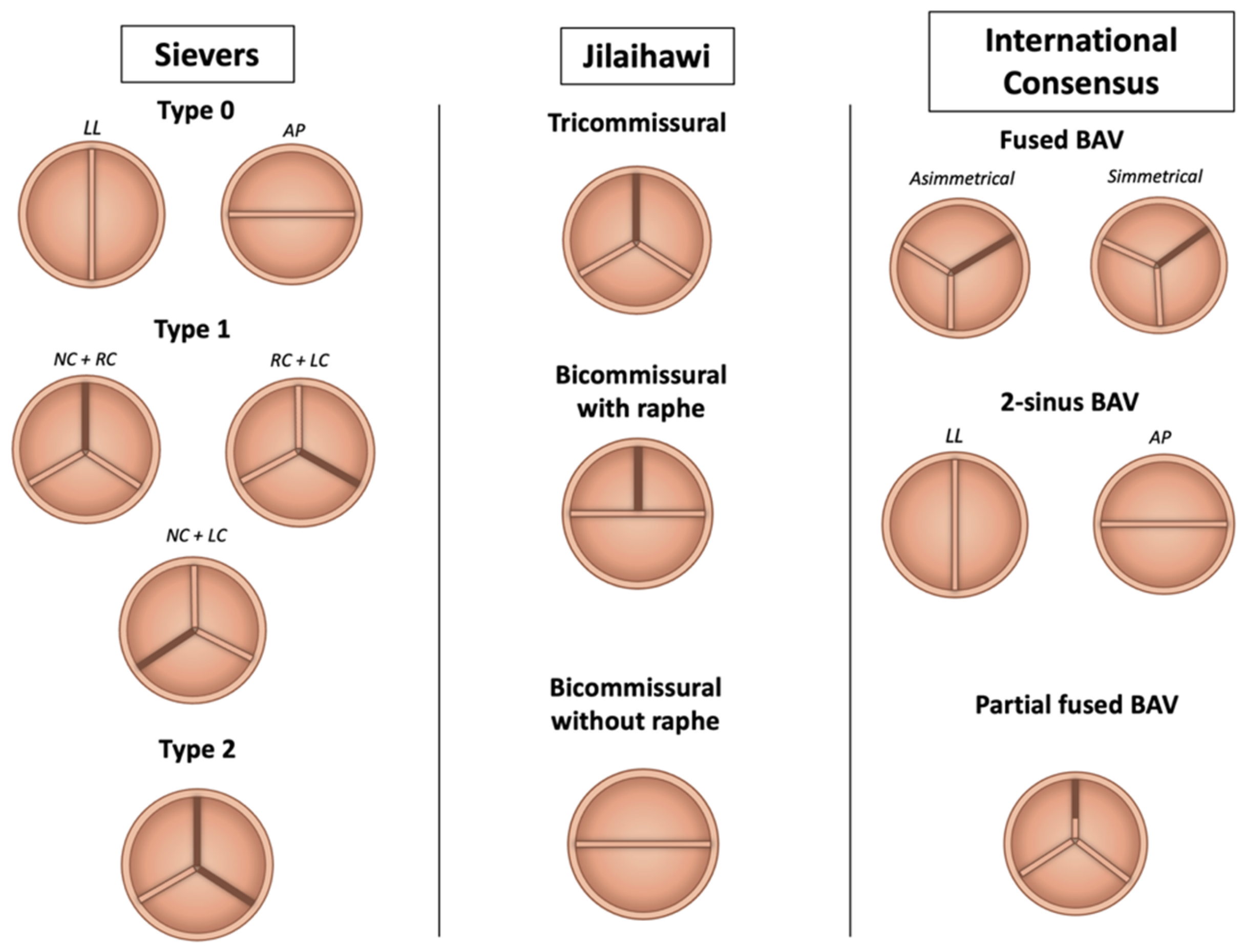 Jcm 14 07860 g001 Jcm 14 07860 g001