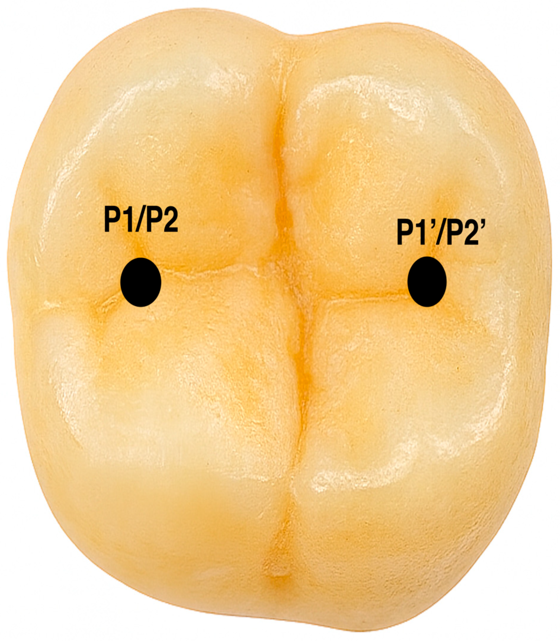 Jcm 14 07877 g004 Jcm 14 07877 g004