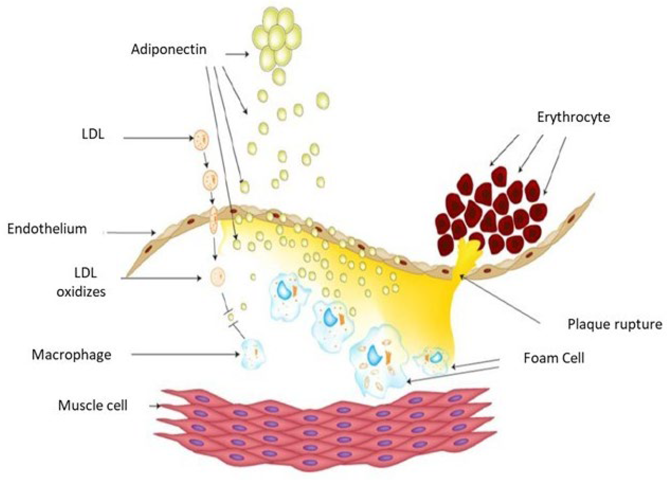 Jcm 14 07936 g002 Jcm 14 07936 g002