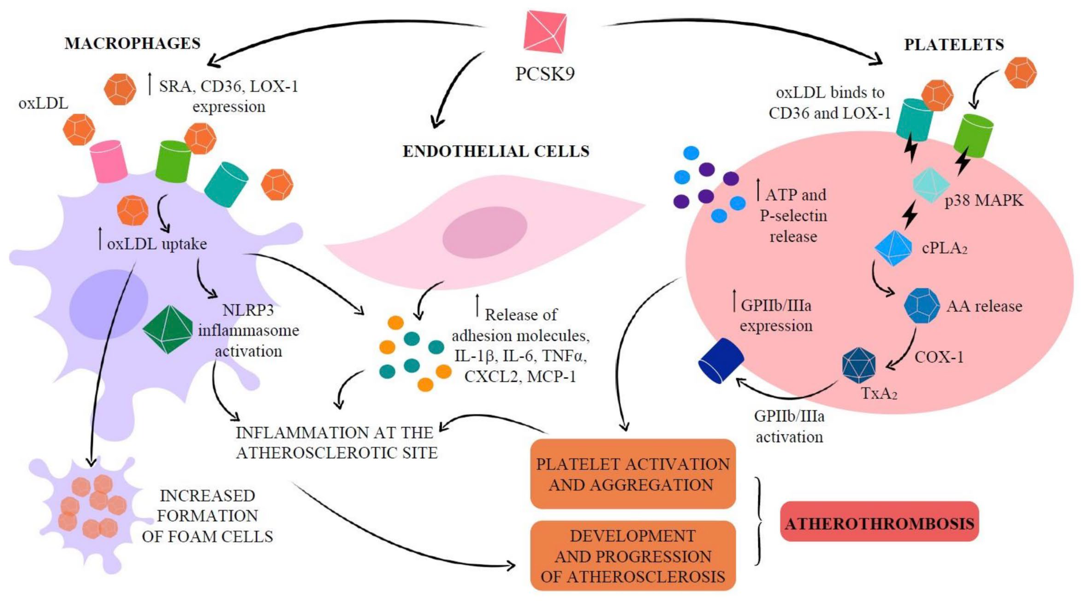 Jcm 14 08130 g002 Jcm 14 08130 g002