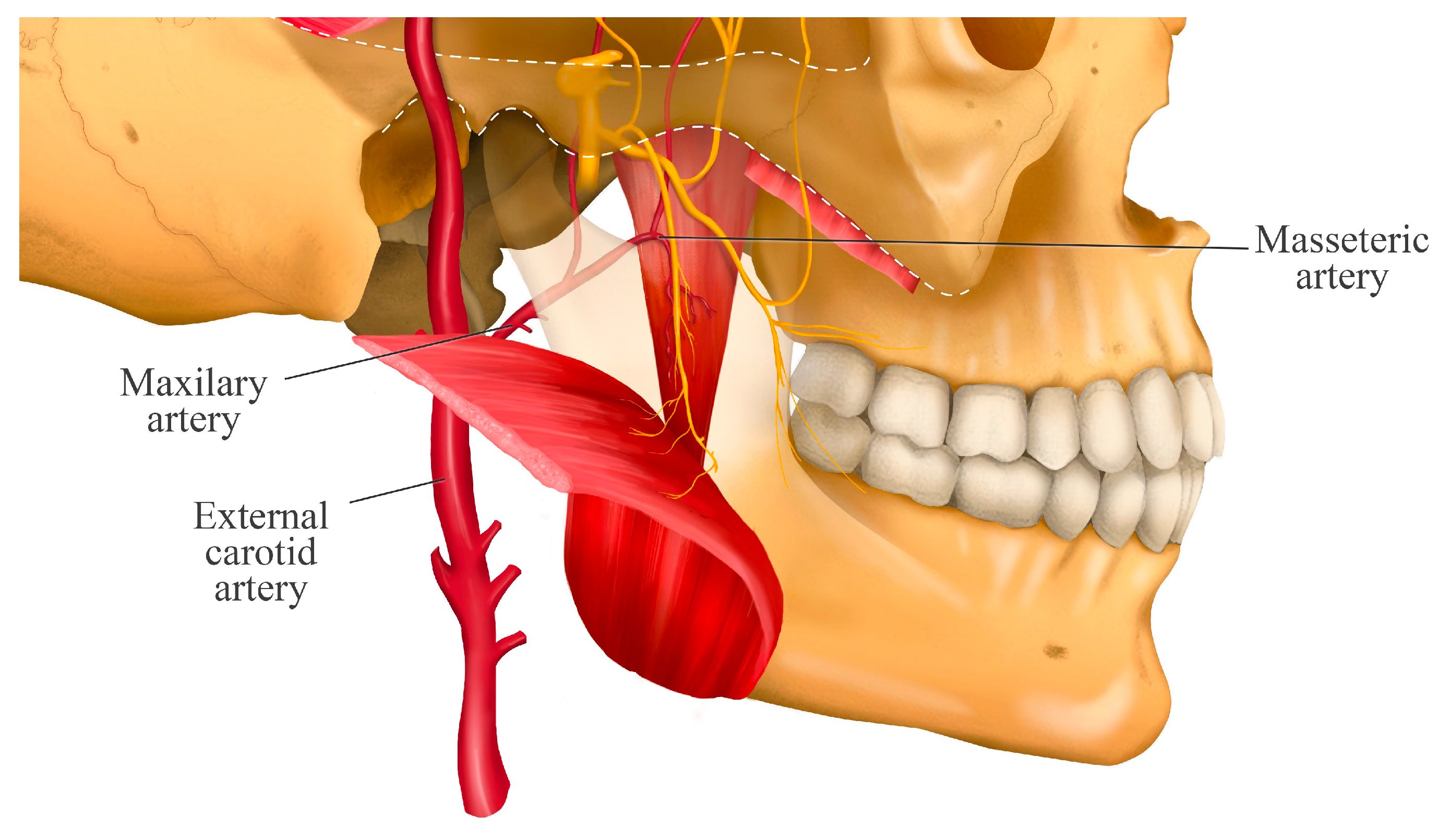 Jcm 14 08299 g002 Jcm 14 08299 g002