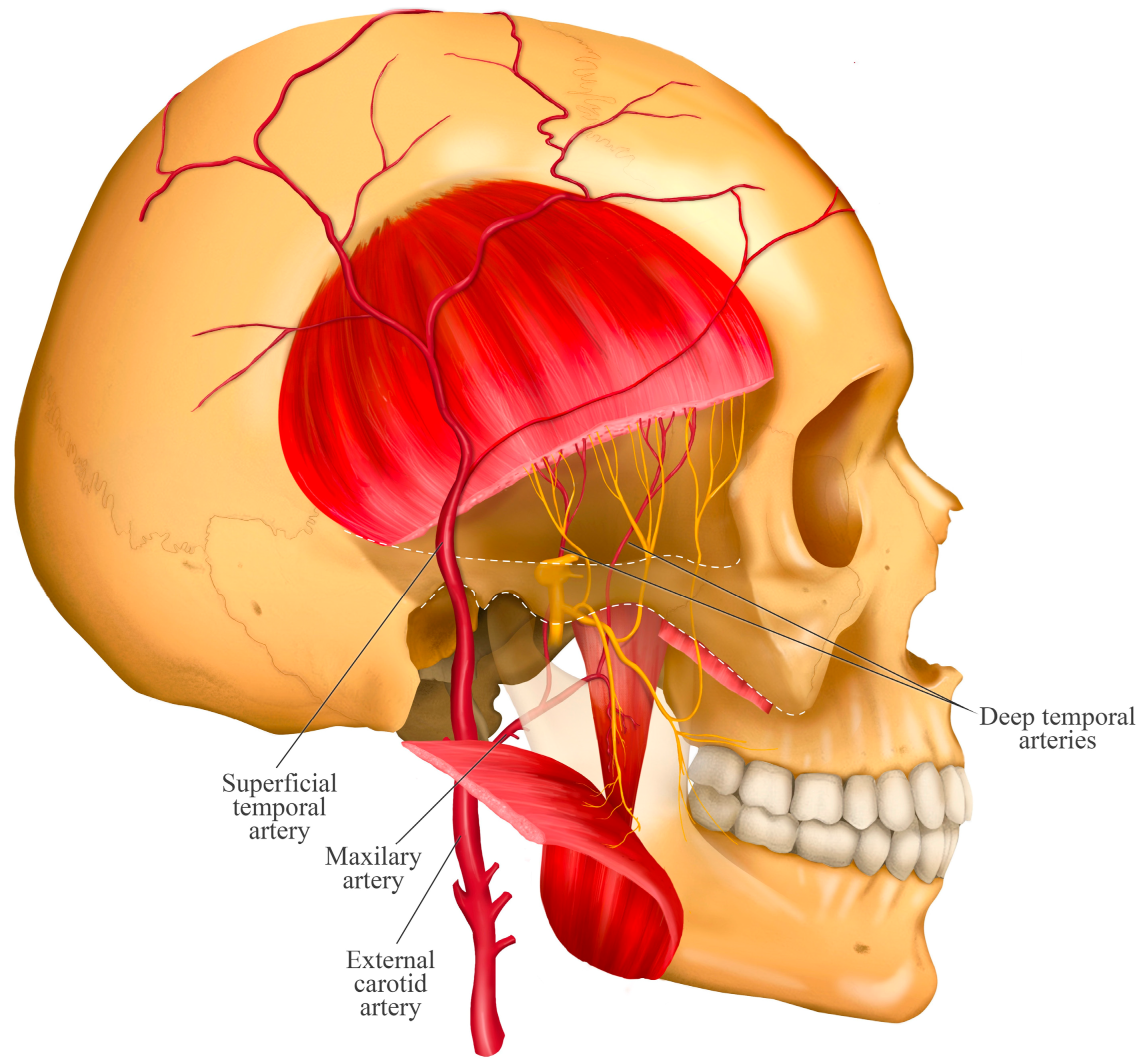Jcm 14 08299 g004 Jcm 14 08299 g004