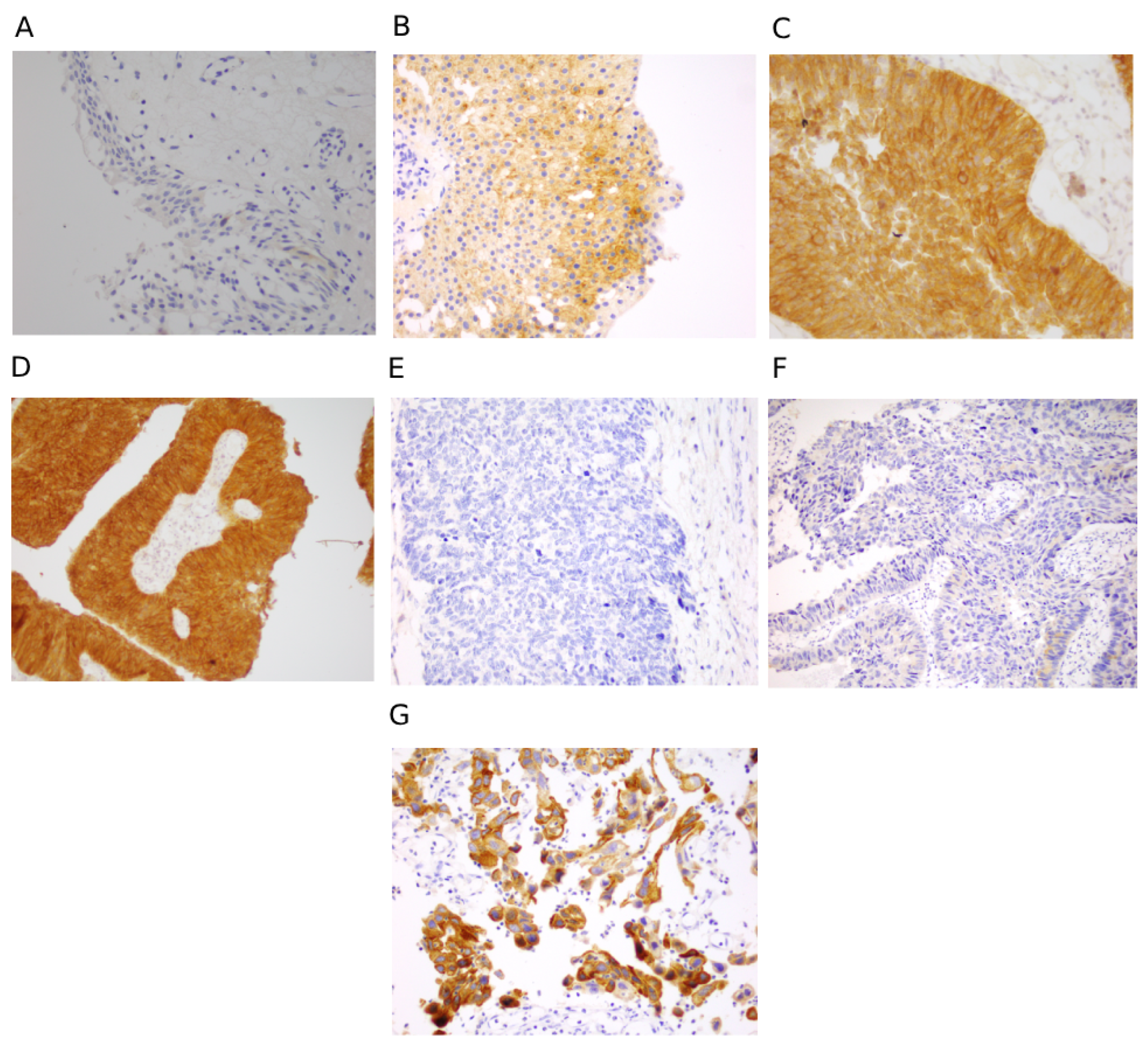 Jcm 14 08526 g001 Jcm 14 08526 g001