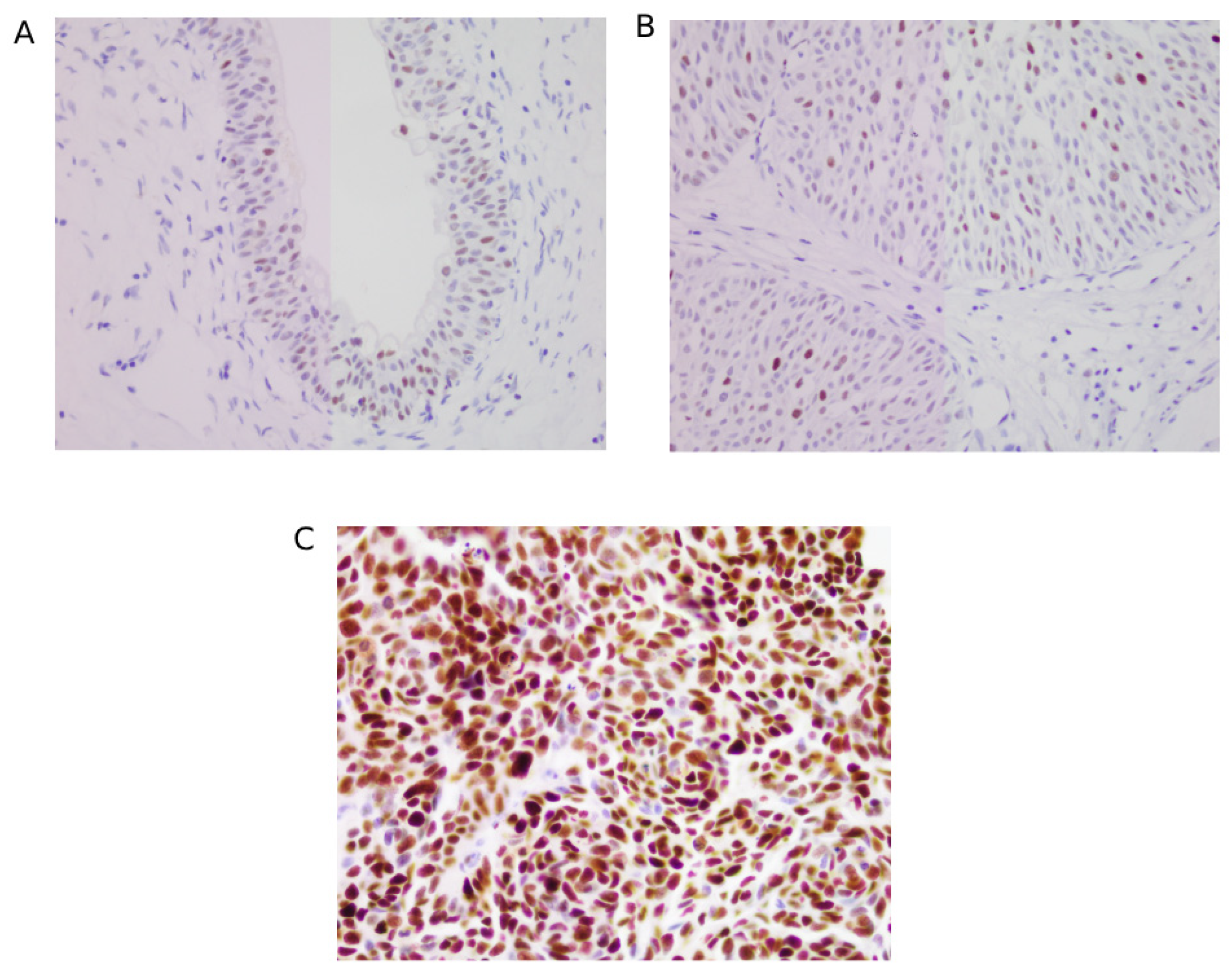 Jcm 14 08526 g002 Jcm 14 08526 g002