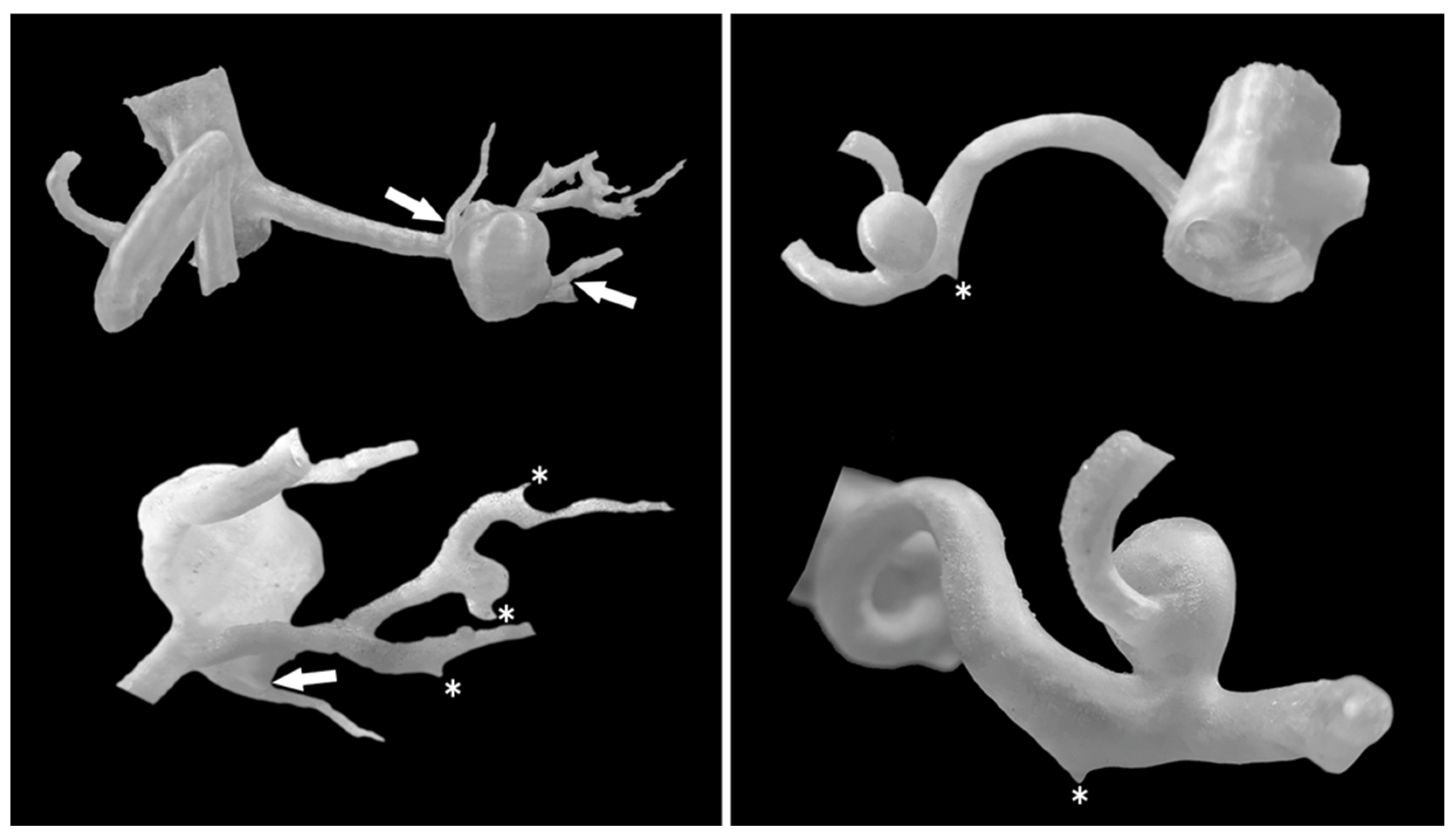 Jcm 14 08915 g002 Jcm 14 08915 g002