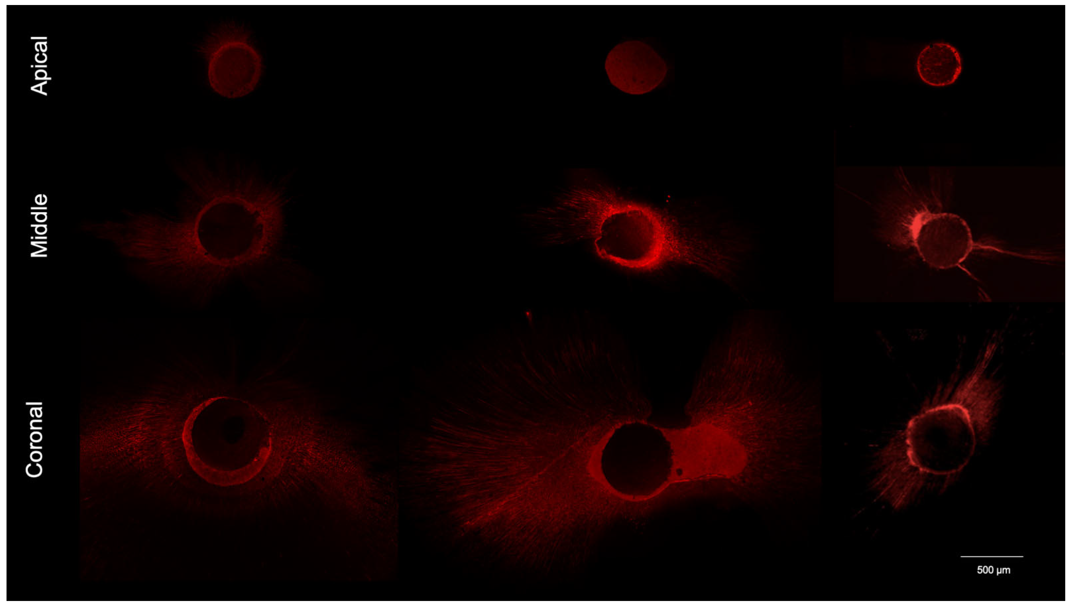 Jcm 15 01132 g007 Jcm 15 01132 g007