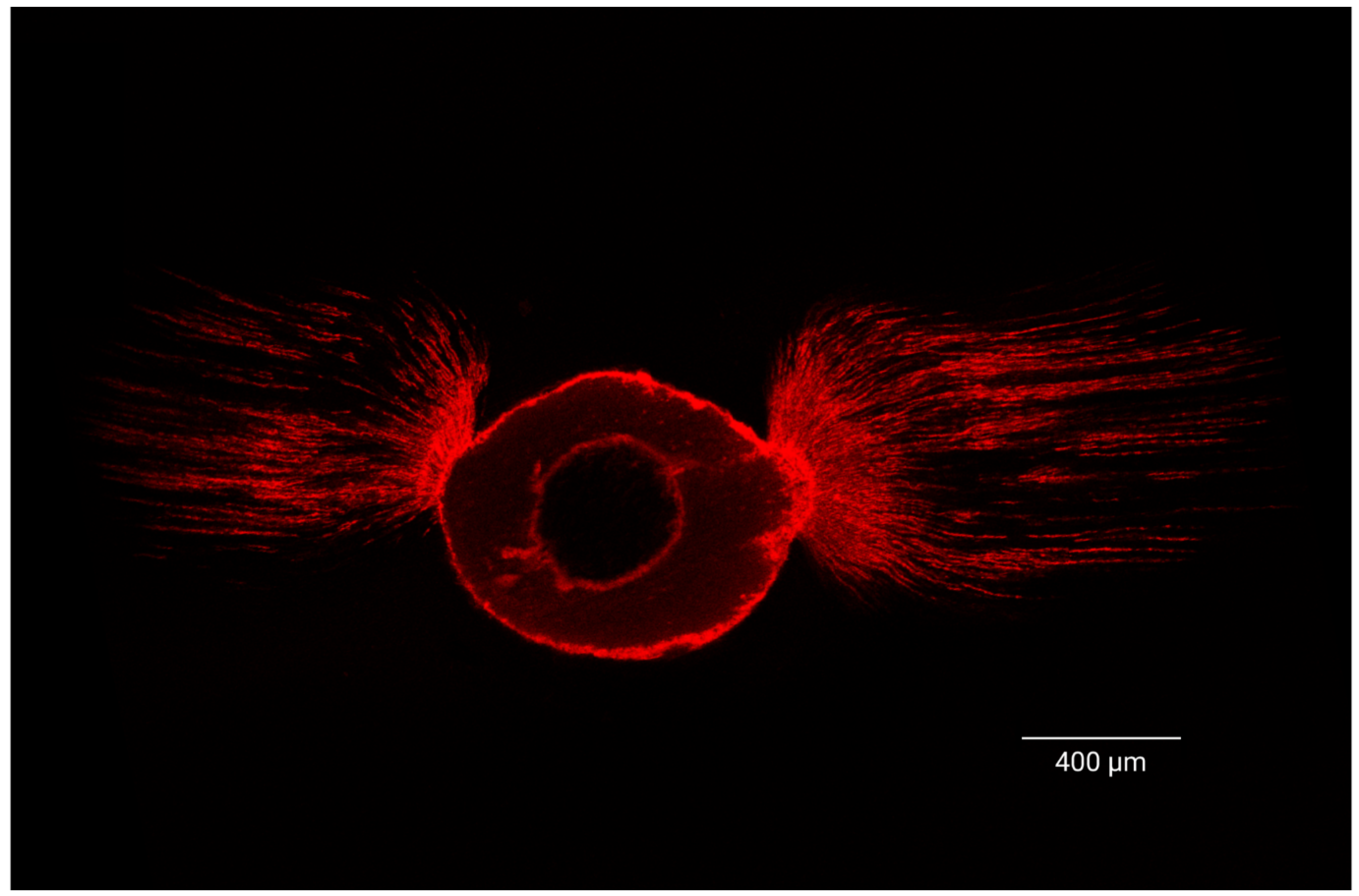 Jcm 15 01132 g008 Jcm 15 01132 g008