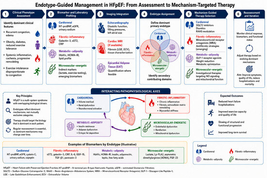 semaglutide heart failure reduced ejection fraction Heart Failure with Preserved Ejection Fraction as a Multisystem Syndrome: A Mechanistically Anchored Endotype Framework for Precision Therapy