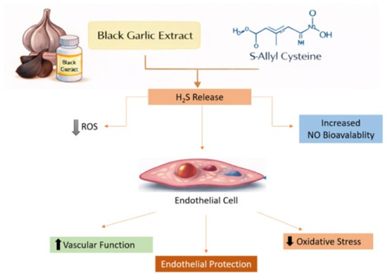 Effects of Nutritional Supplements on Vascular Function: A Narrative Review
