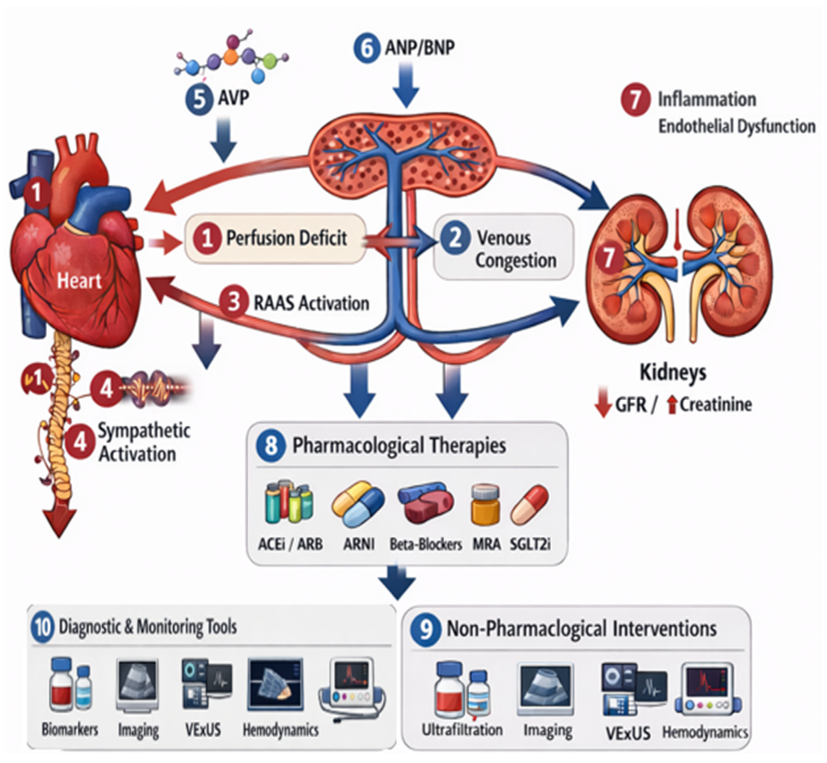Peripheral Crs Cardio-Renal Syndrome: Review and New Perspectives