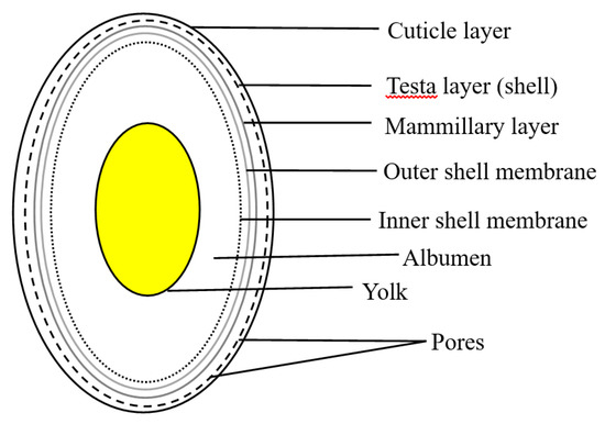 Progress of Bio-Calcium Carbonate Waste Eggshell and Progress of Bio-Calcium Carbonate Waste Eggshell and