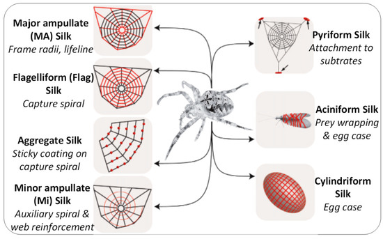 Dewdrops on a spiderweb reveal the physics behind cell structures