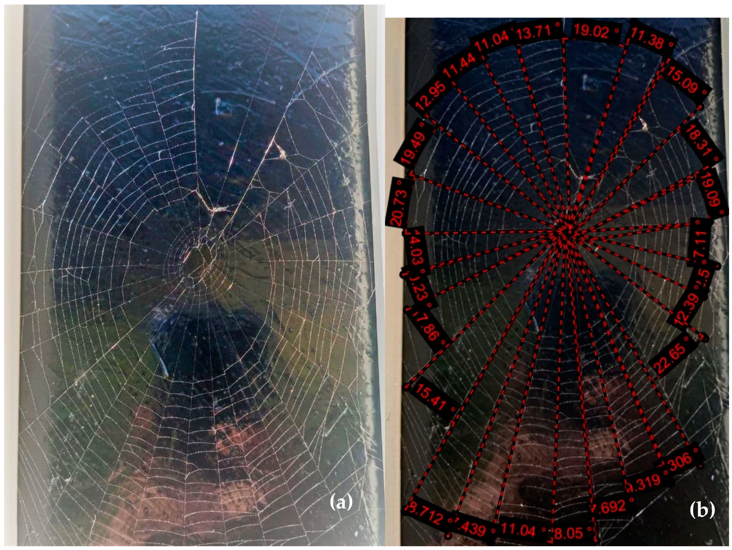 View Of A Spider Web At A Side Angle - Spider Web With Colored