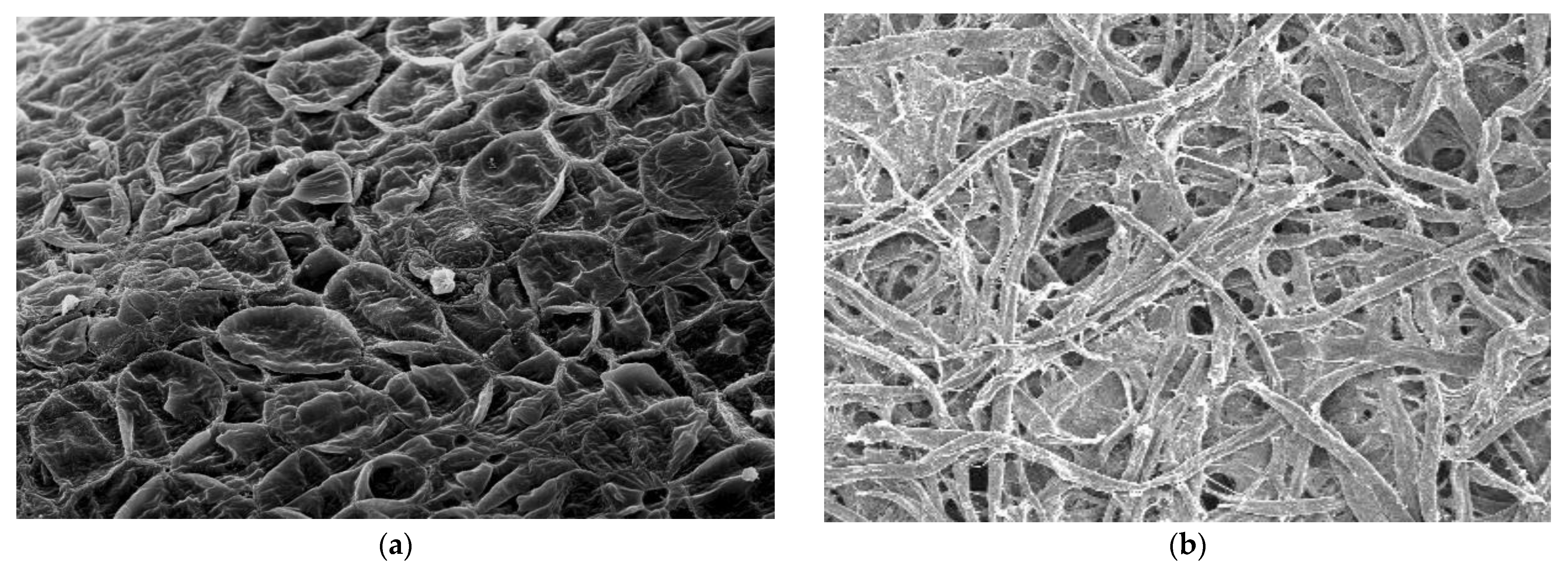 Jcs 07 00124 g004 Jcs 07 00124 g004