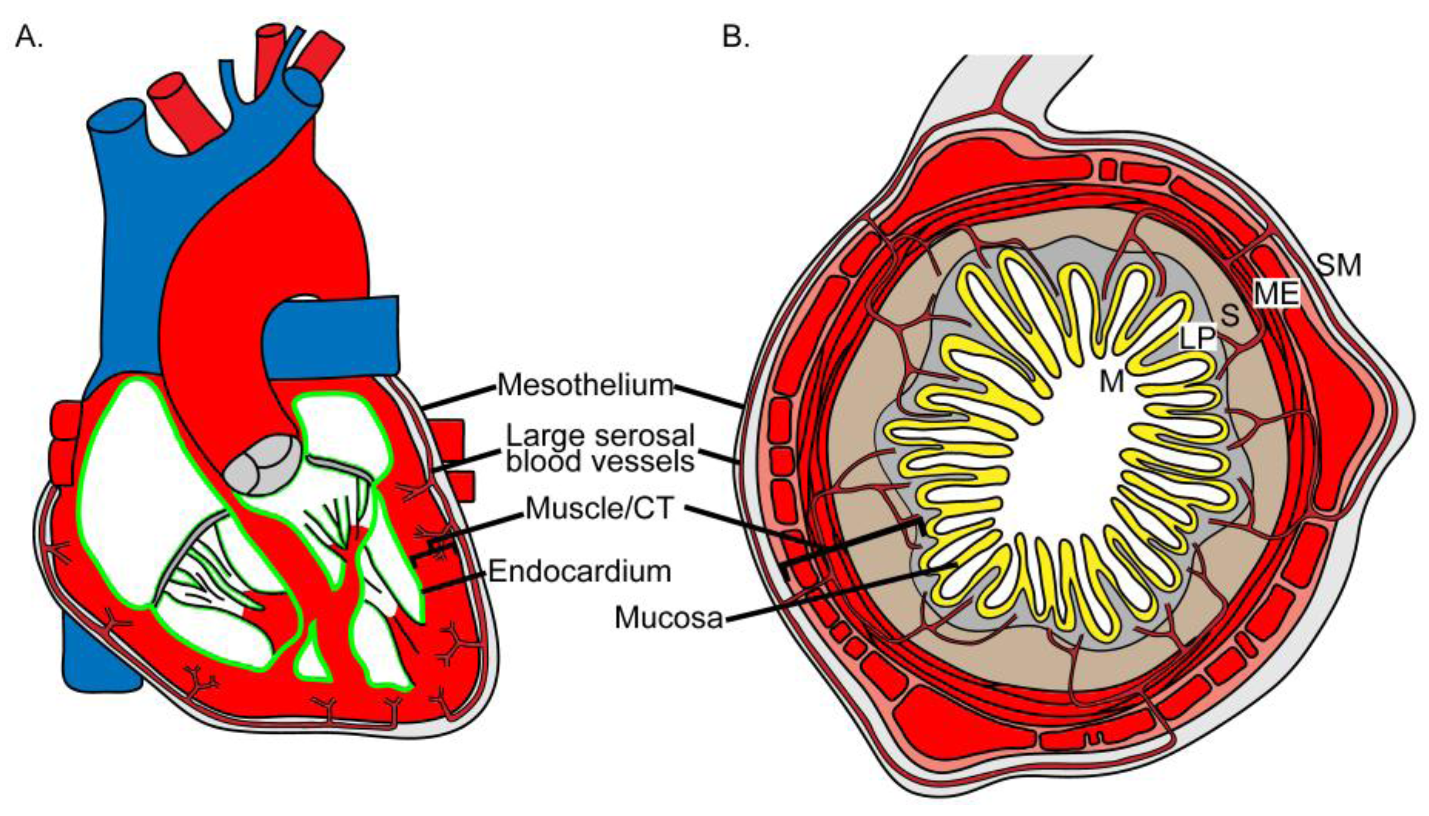 Mesothelium. Endocardium. Human Heart Histology. Myocardium. Песню сердце клетка сердце сердце клеткам