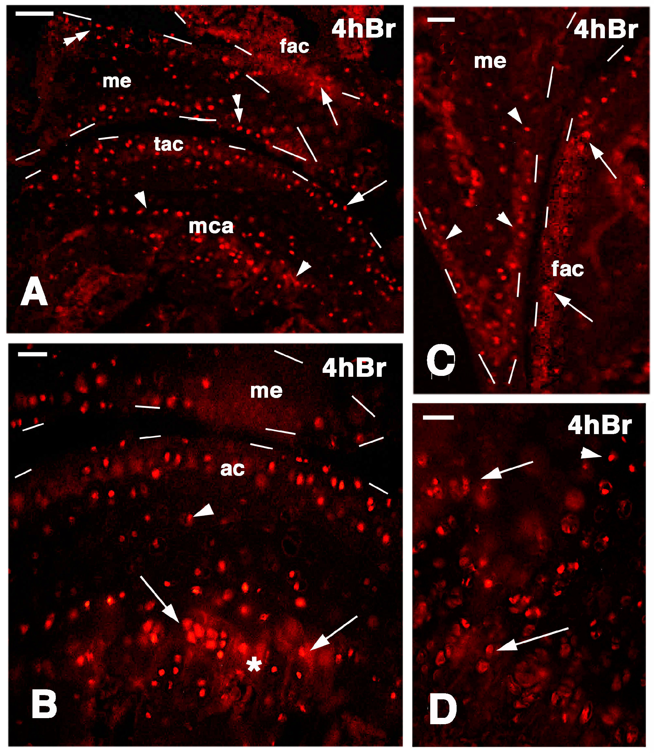Jdb 03 00071 g006 1024