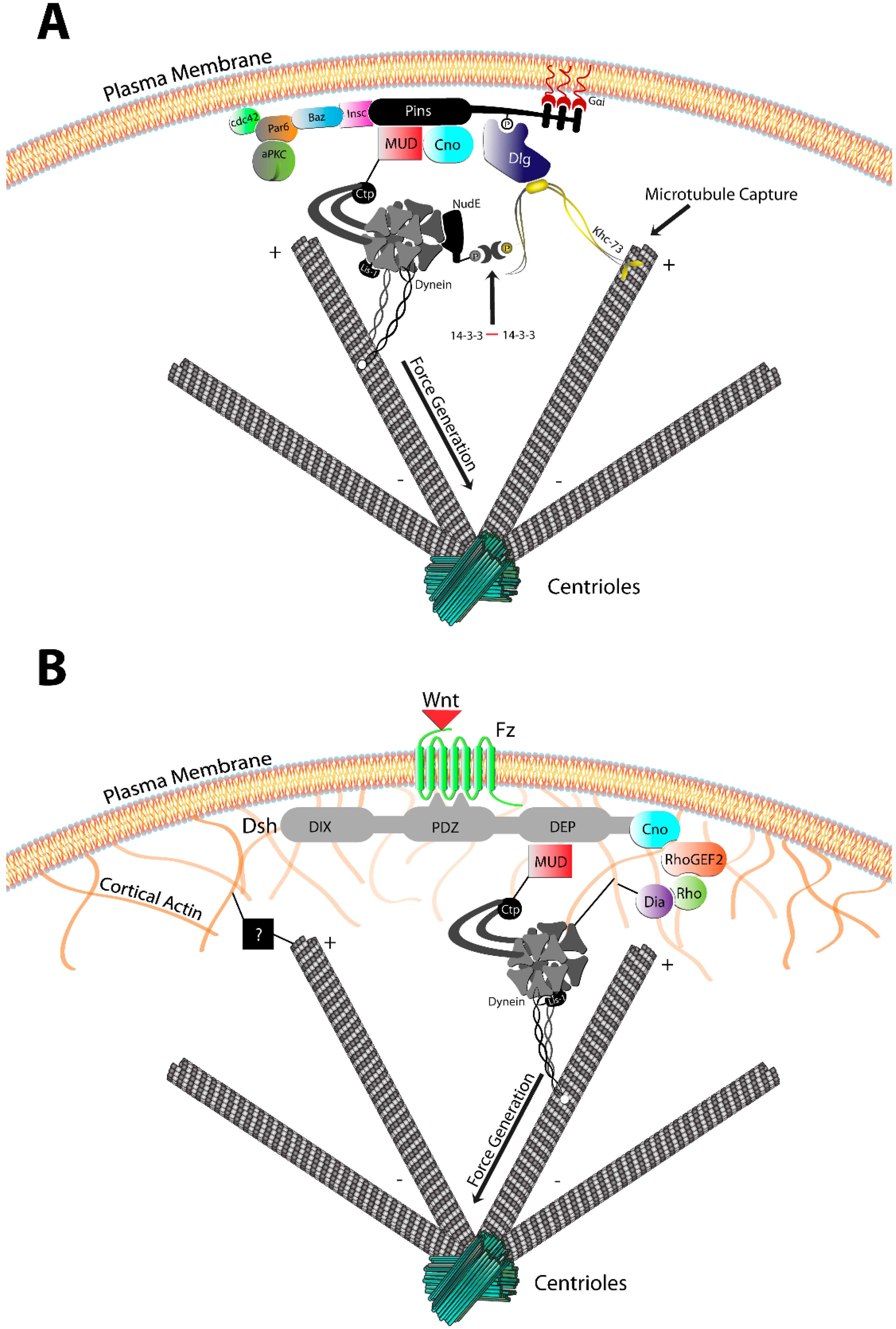 Cell Fate Decision Making through Oriented Cell ... Biology Diagrams