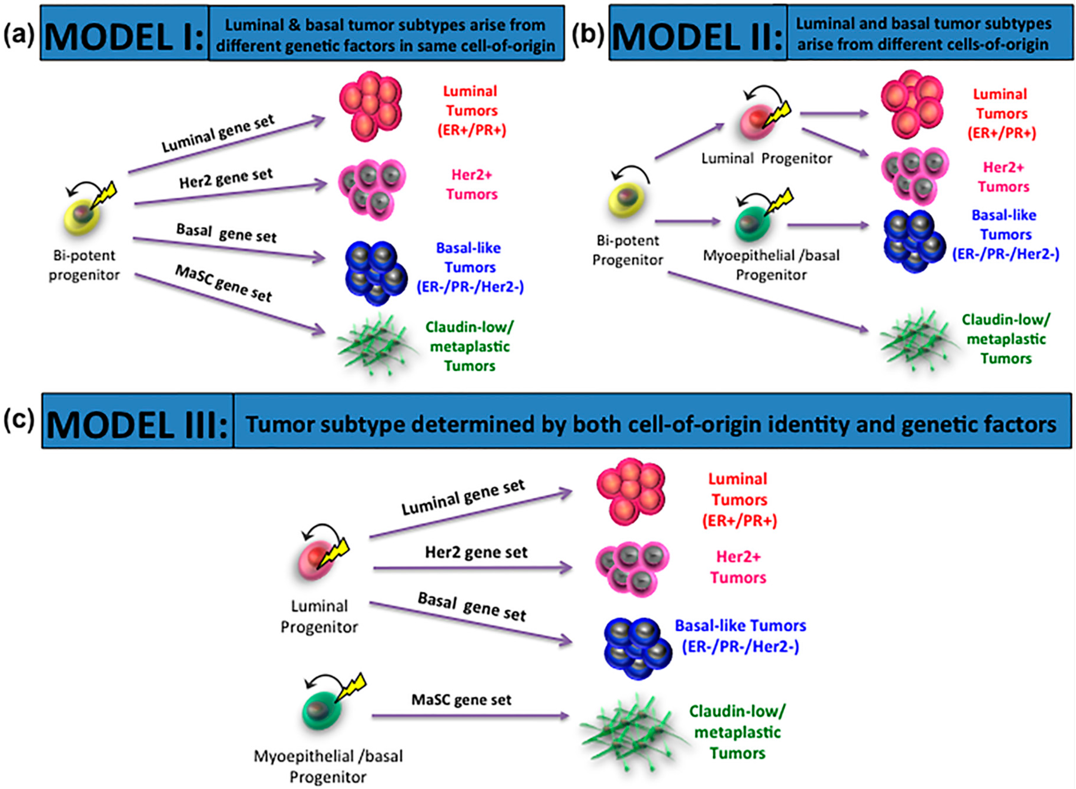 Jdb Free Full Text Cell Fate Decisions During Breast Cancer Development