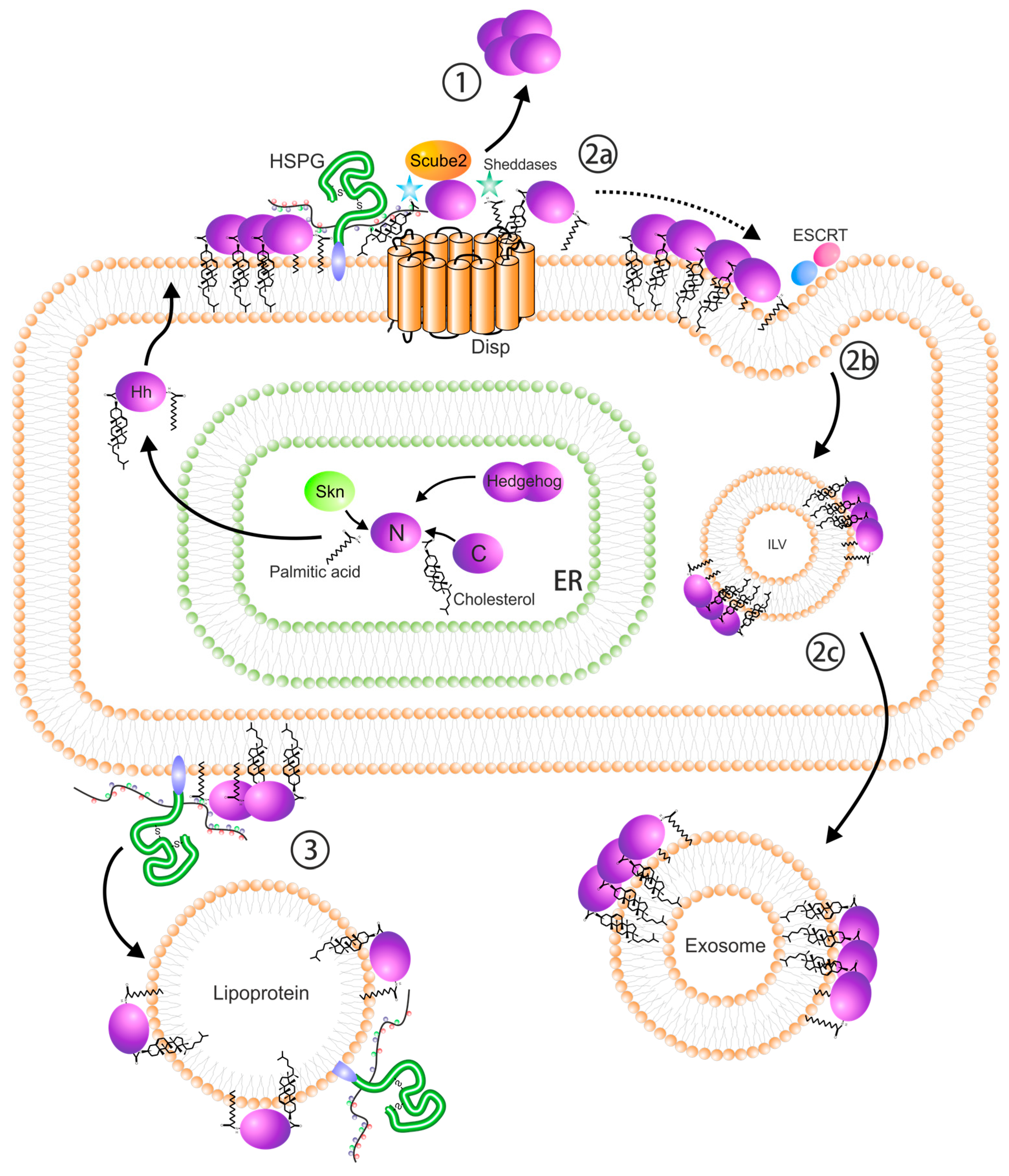 Sonic Hedgehog Control Of Size And Shape In Midbrain Pattern Formation Science