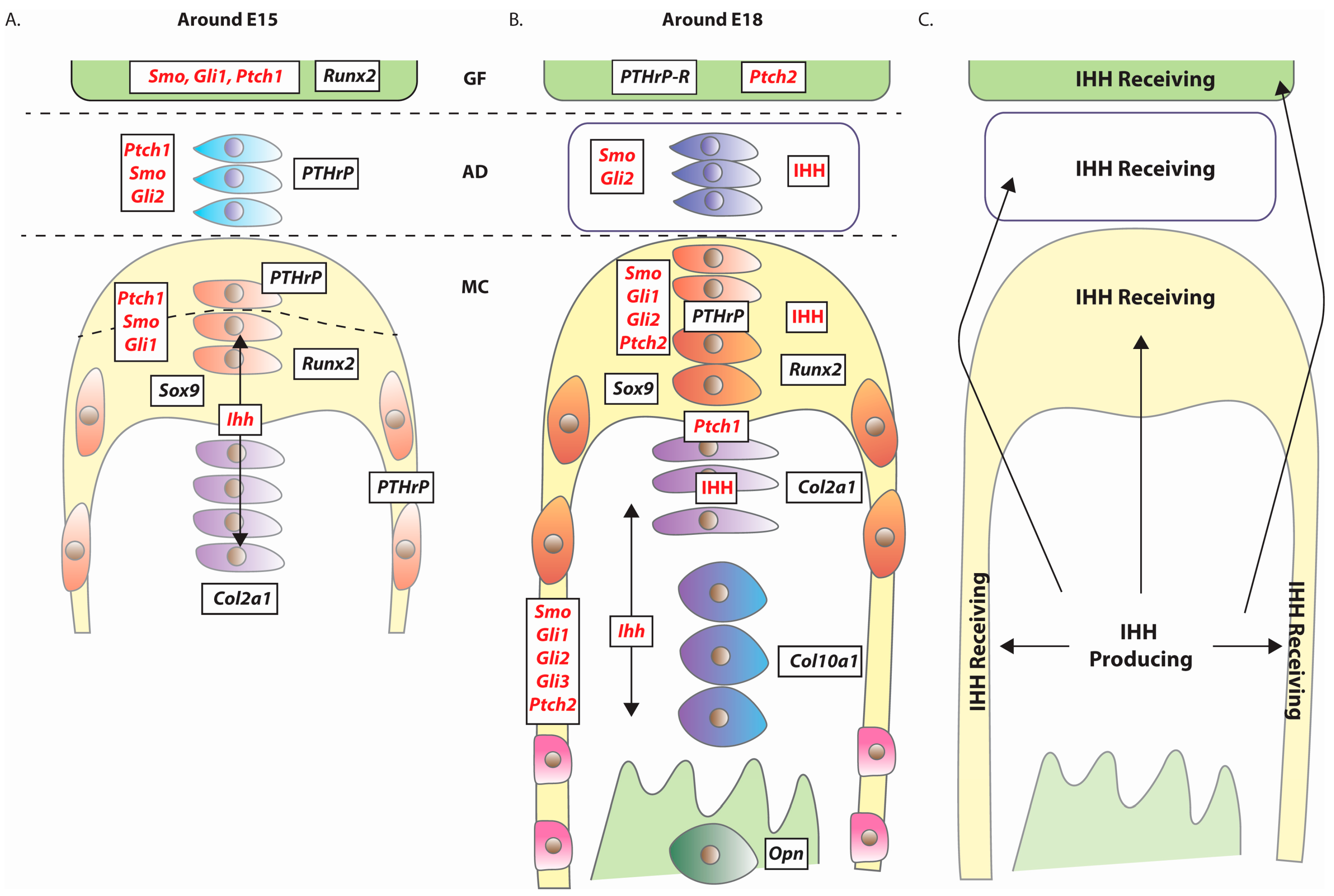 Jdb 04 00025 g003 1024