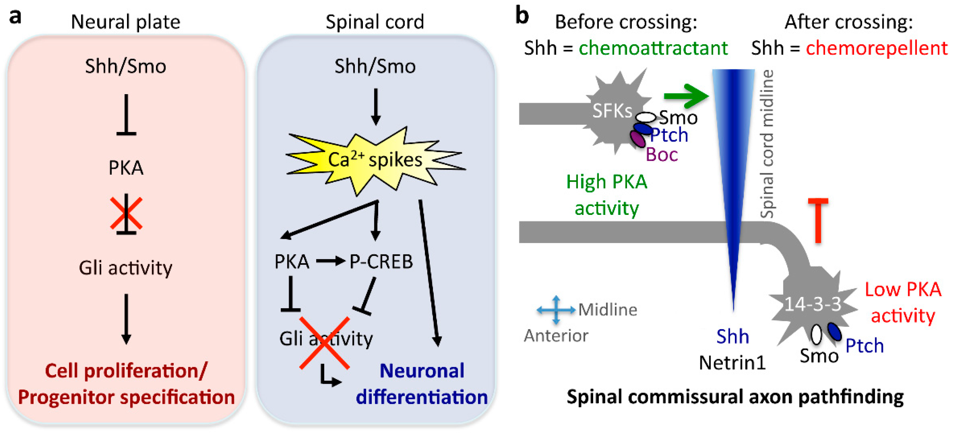 Sonic Hedgehog Shh Signaling Pathway