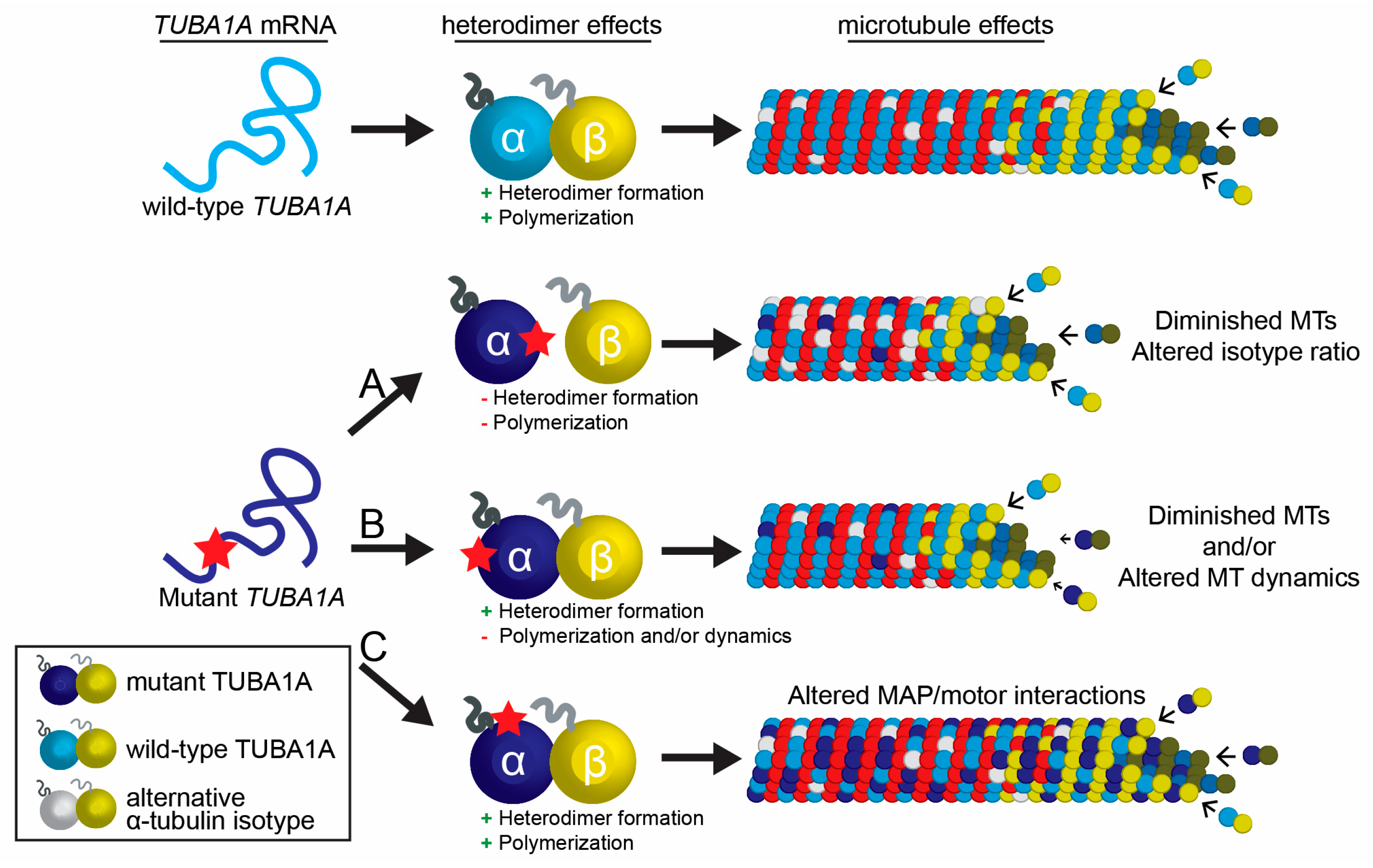 Jdb 05 00008 g003 Jdb 05 00008 g003