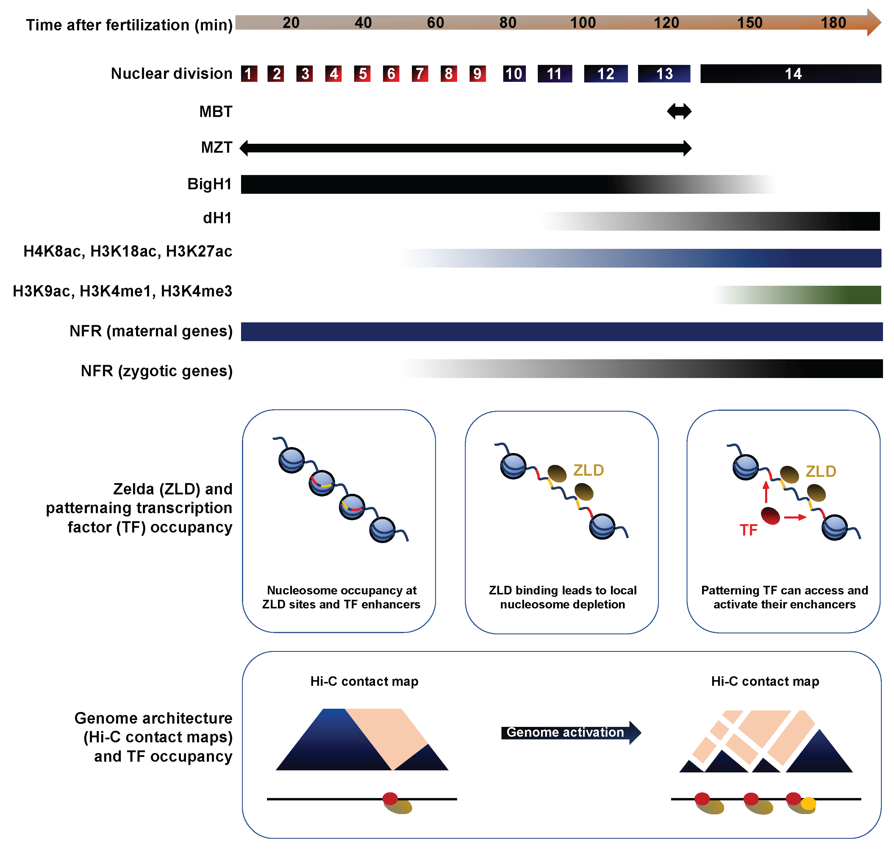 Figure 5.Developmental regulation of chromatin landscapes and genomic archi...