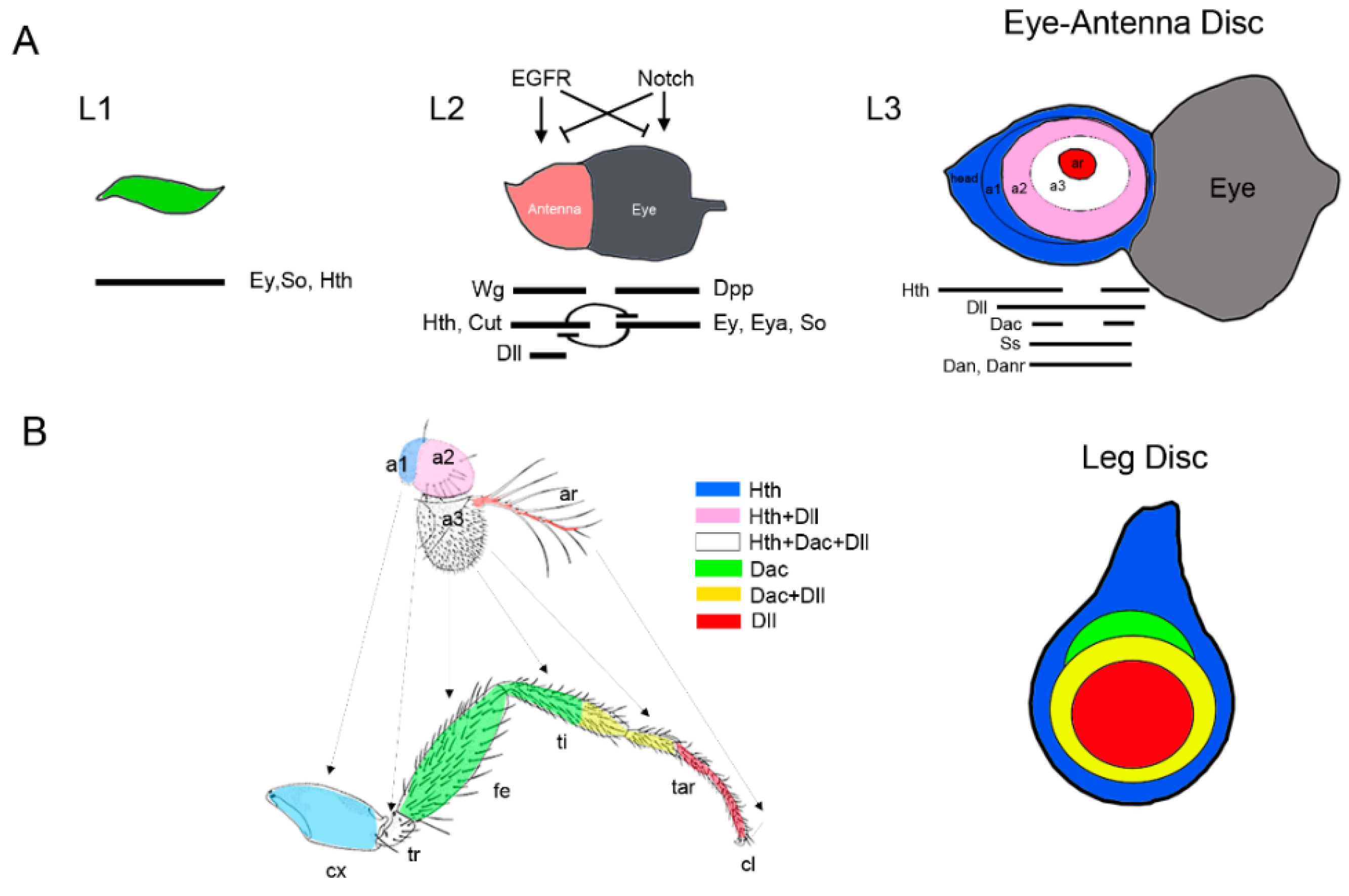Jdb 06 00017 g004 Jdb 06 00017 g004
