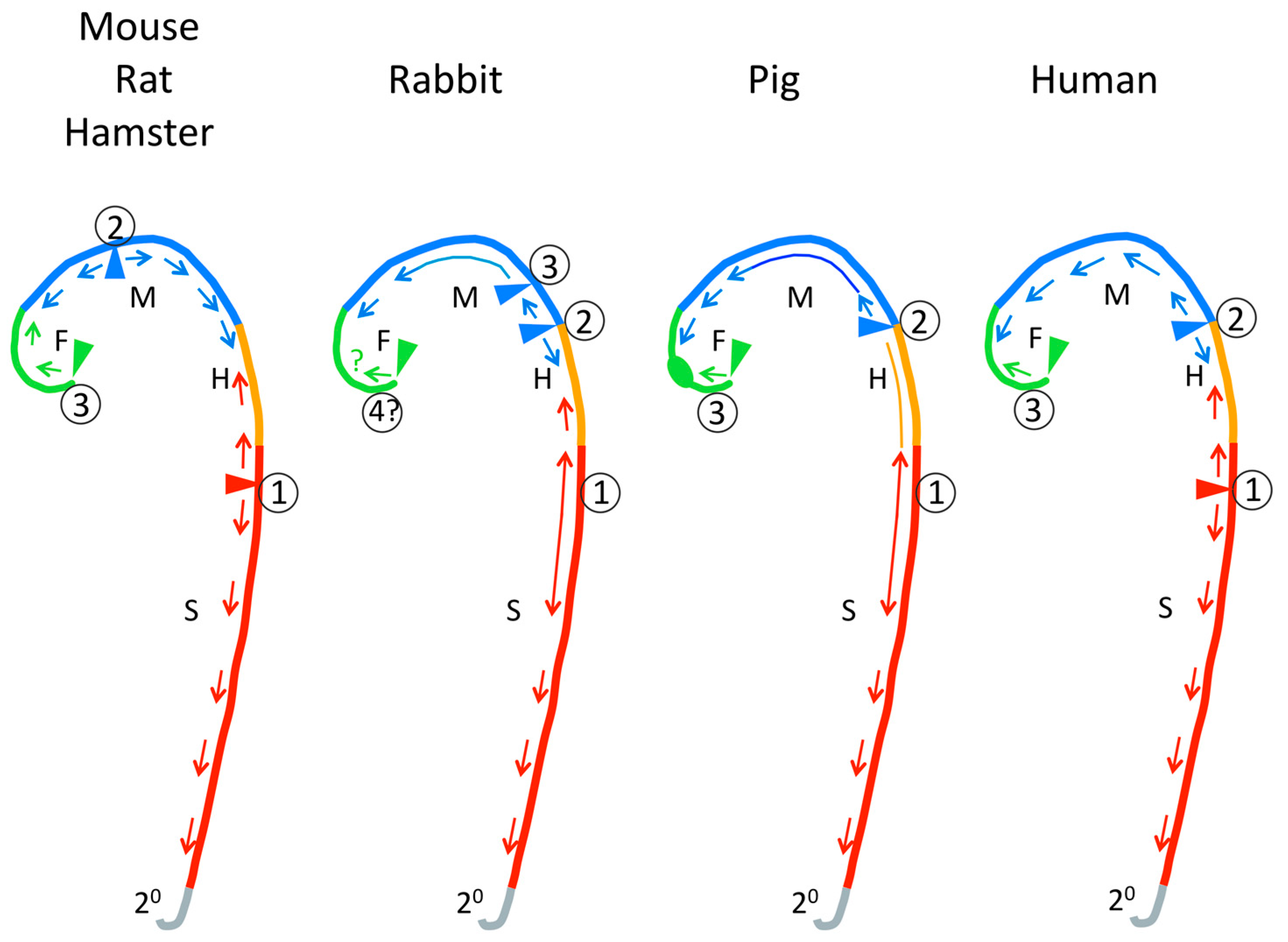 Pathogenesis of neural tube defects: The regulation and disruption of  cellular processes underlying neural tube closure - Engelhardt - 2022 -  WIREs Mechanisms of Disease - Wiley Online Library