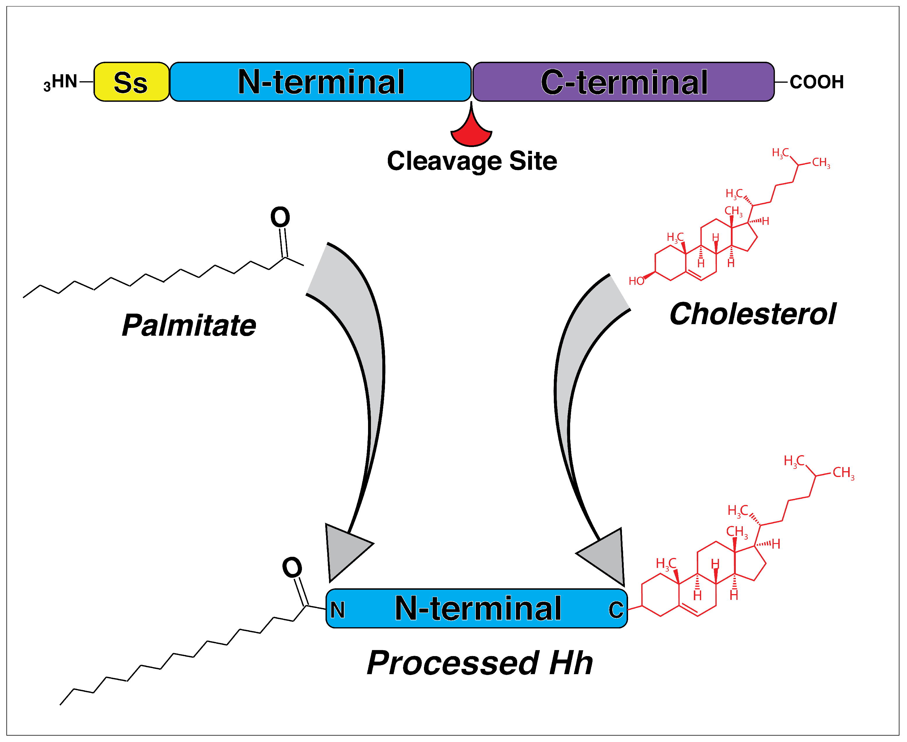 Jdb 07 00009 g001 Jdb 07 00009 g001