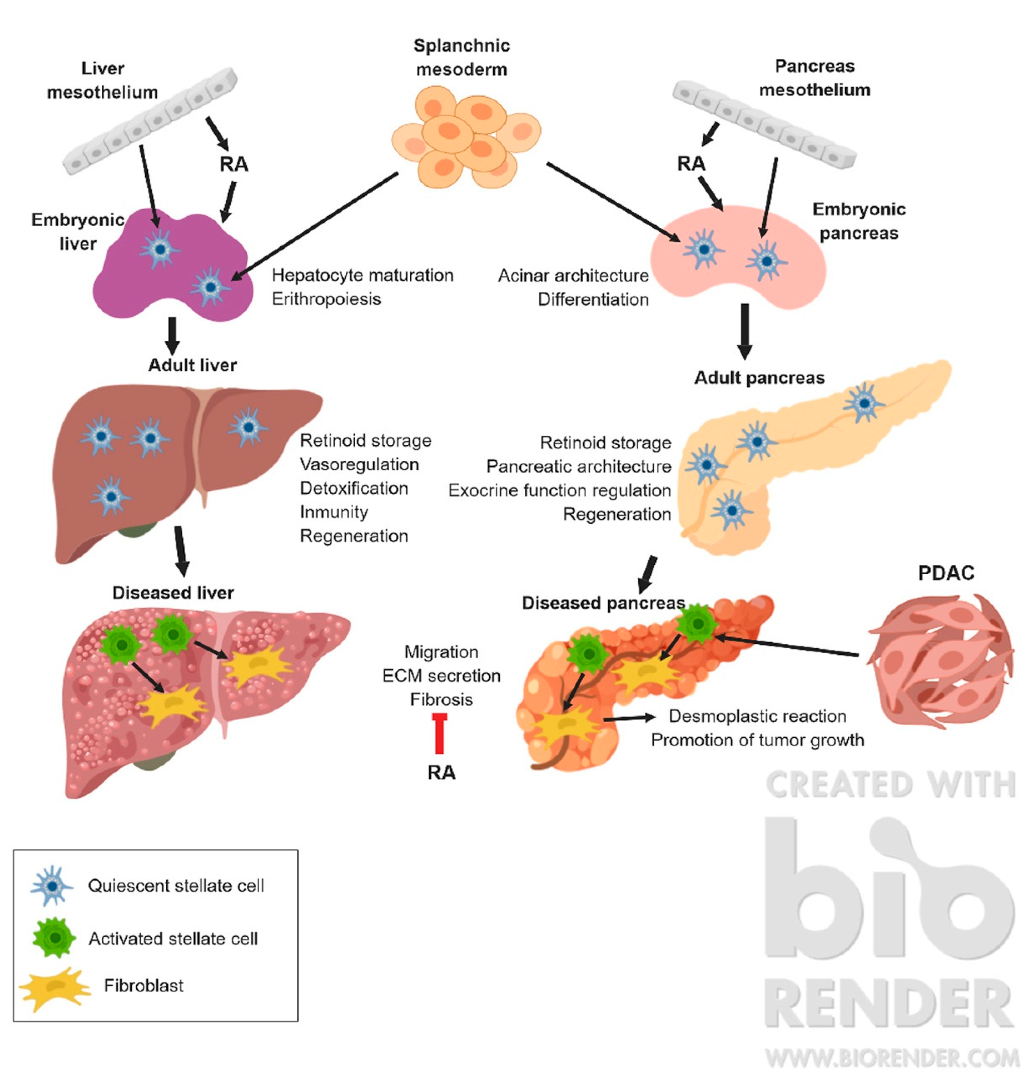 JDB | Free Full-Text | Retinoids in Stellate Cells: Development, Repair ...