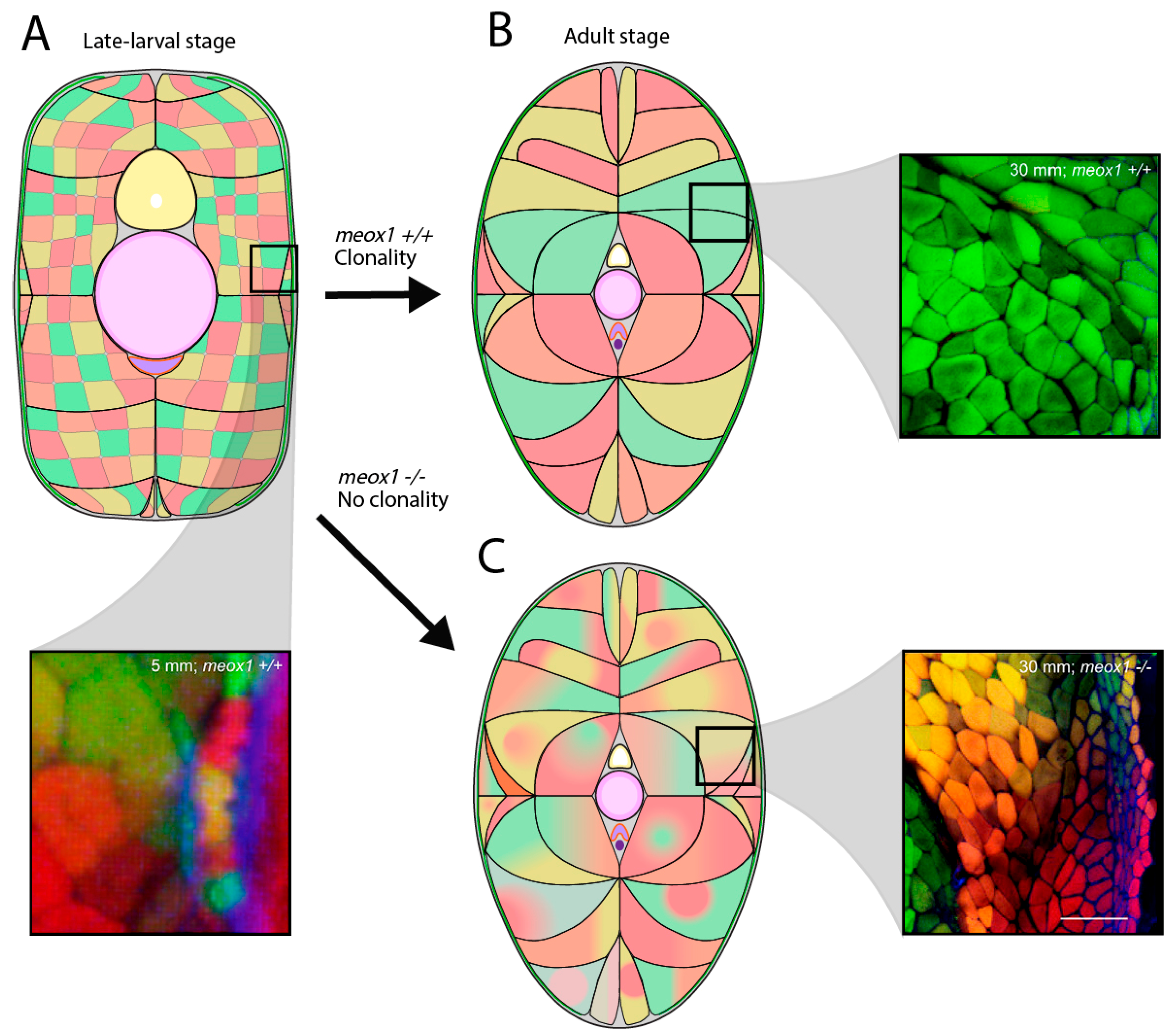 The Developmental Phases of Zebrafish Myogenesis