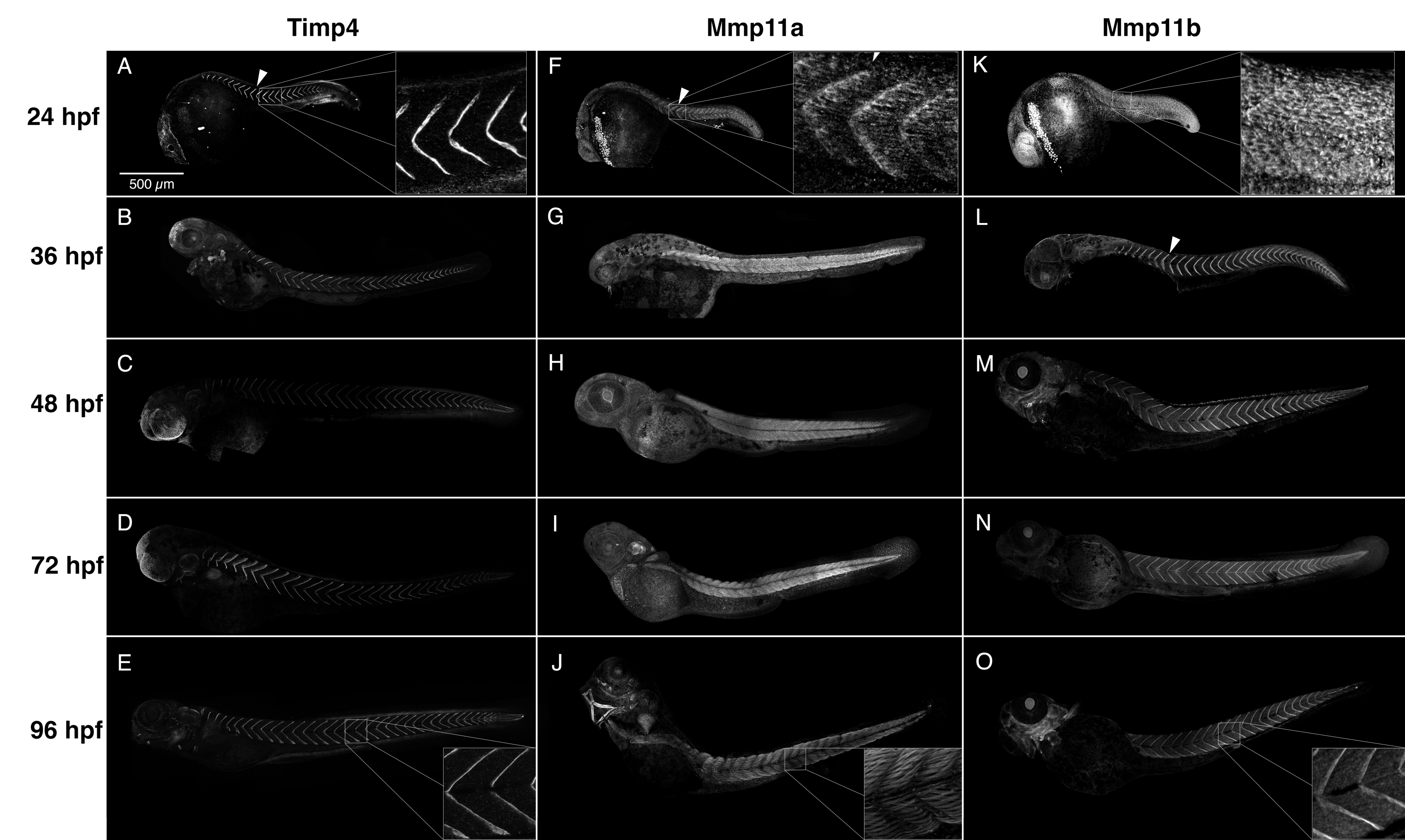 Jdb 07 00022 g004 Jdb 07 00022 g004