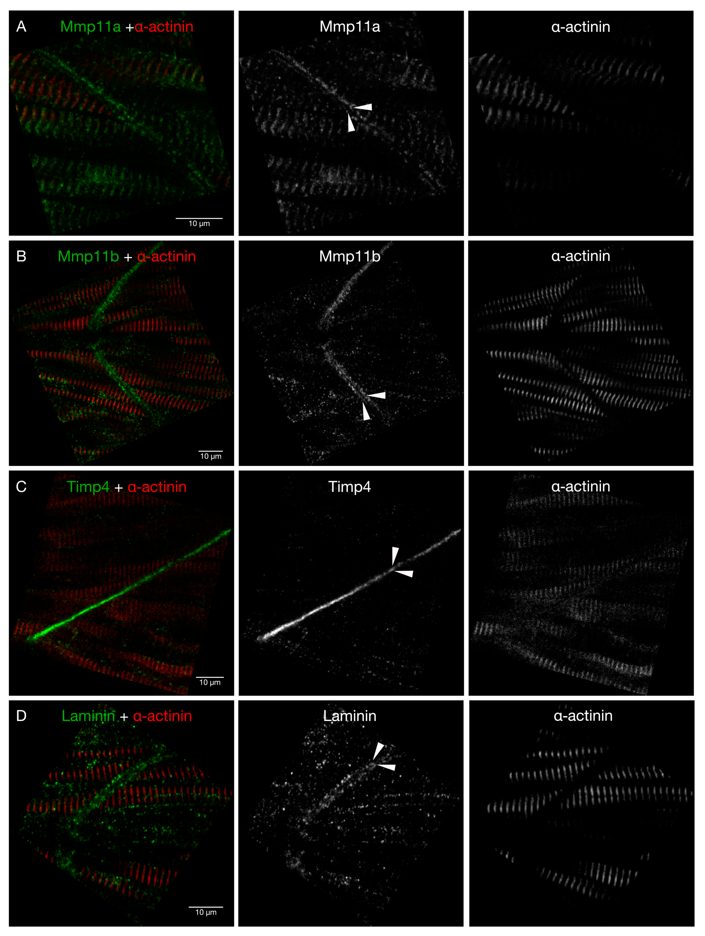 Jdb 07 00022 g005 Jdb 07 00022 g005