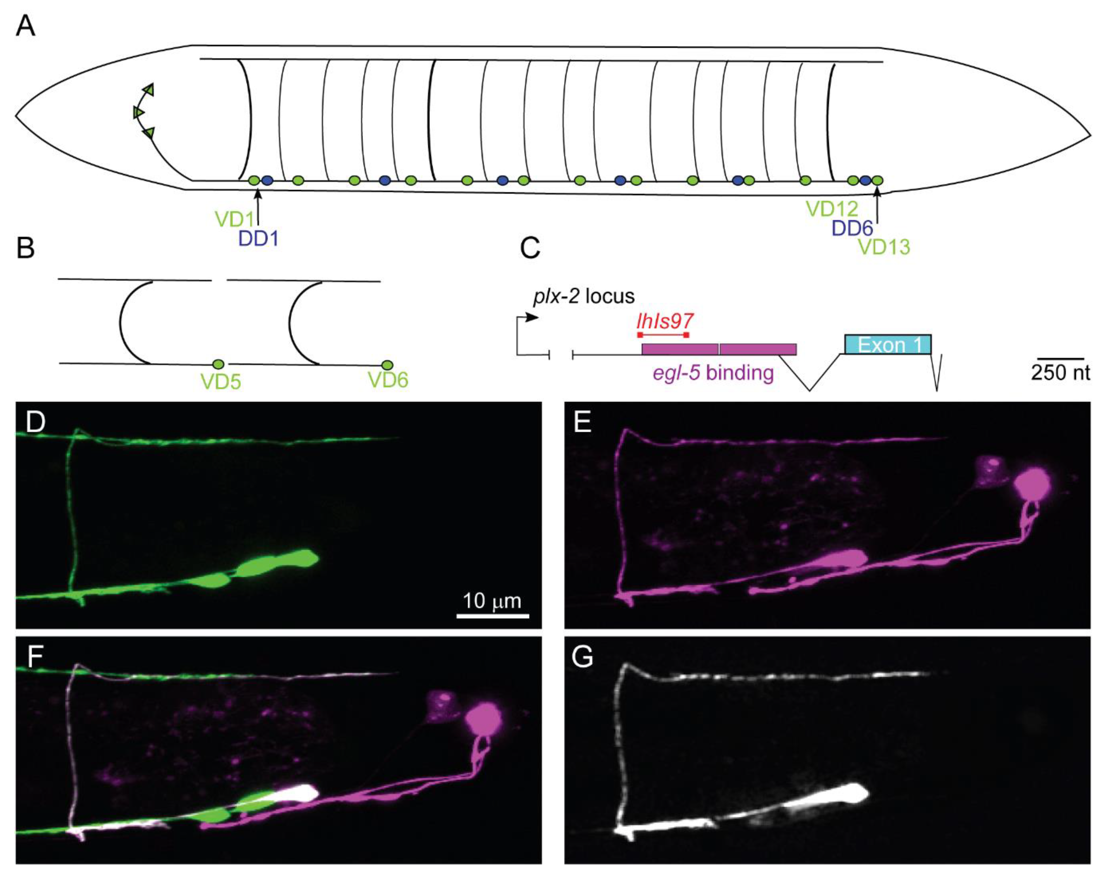 Jdb 08 00005 g001 Jdb 08 00005 g001